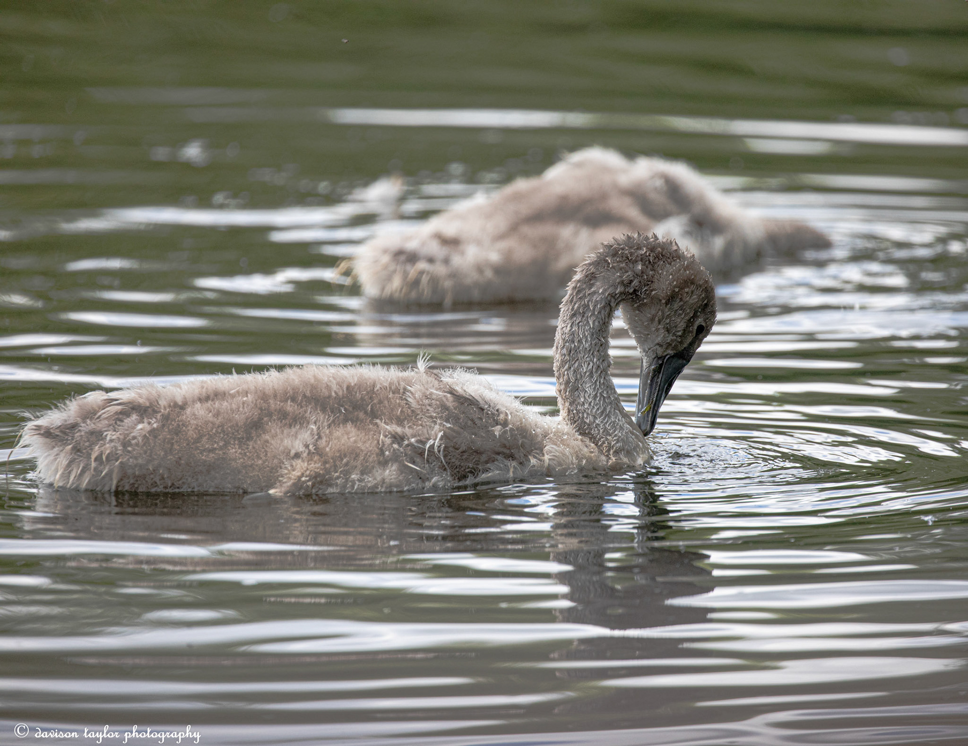 Cygnets getting bigger