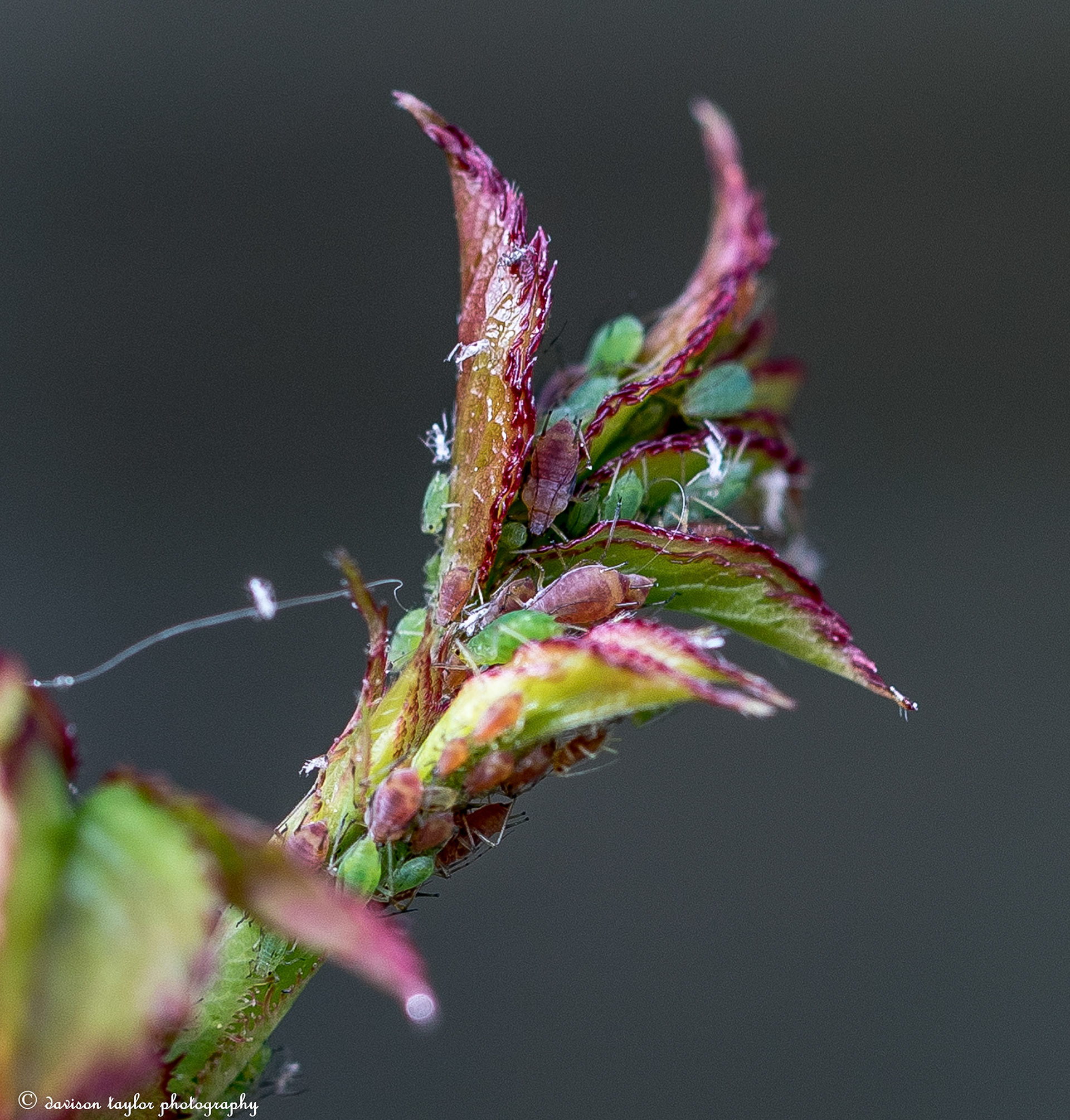 Greenfly on my David Austin Rose "Alan Titchmarsh" March 2019