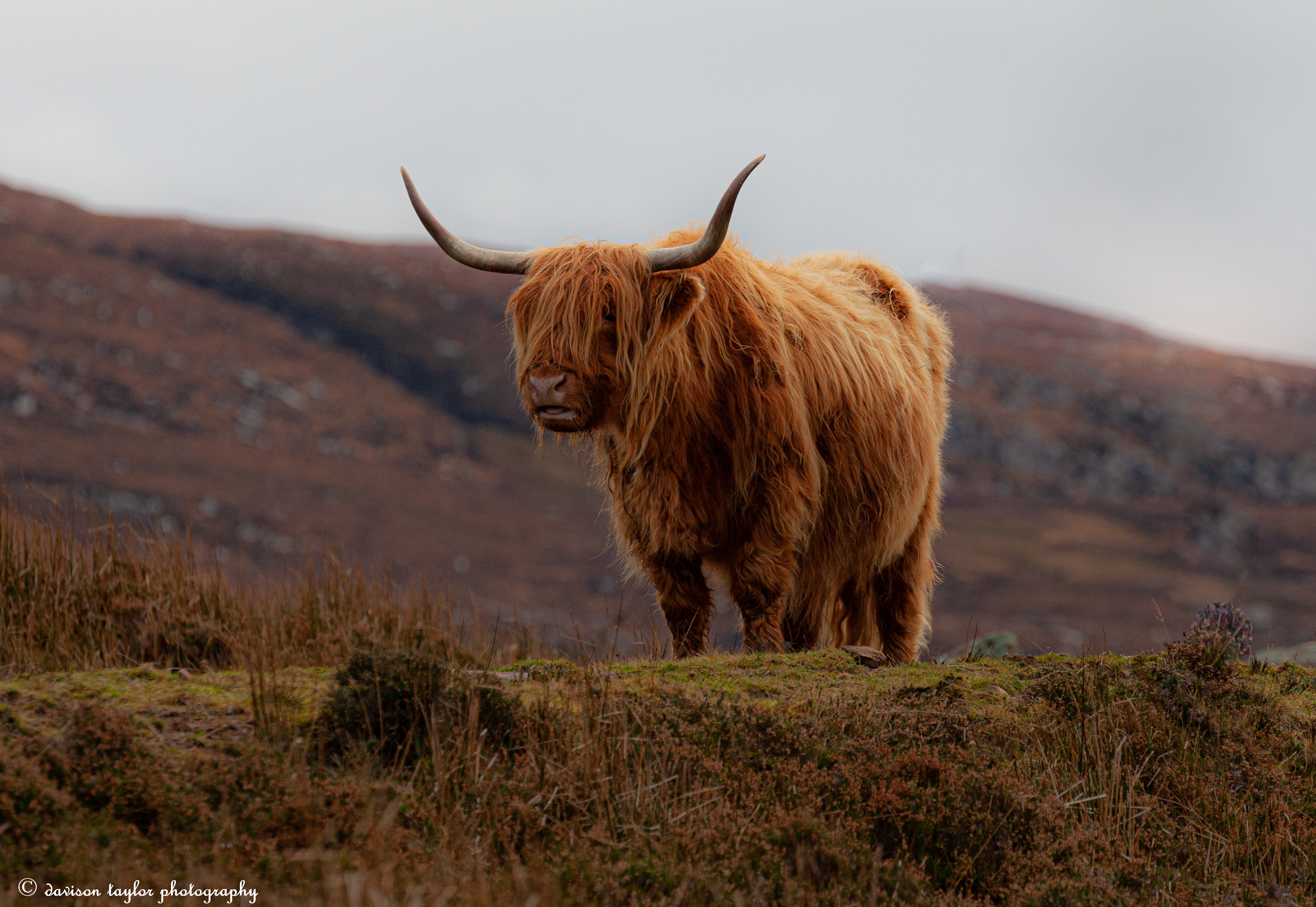 Applecross Wild Cattle, (roaming the peninsula)