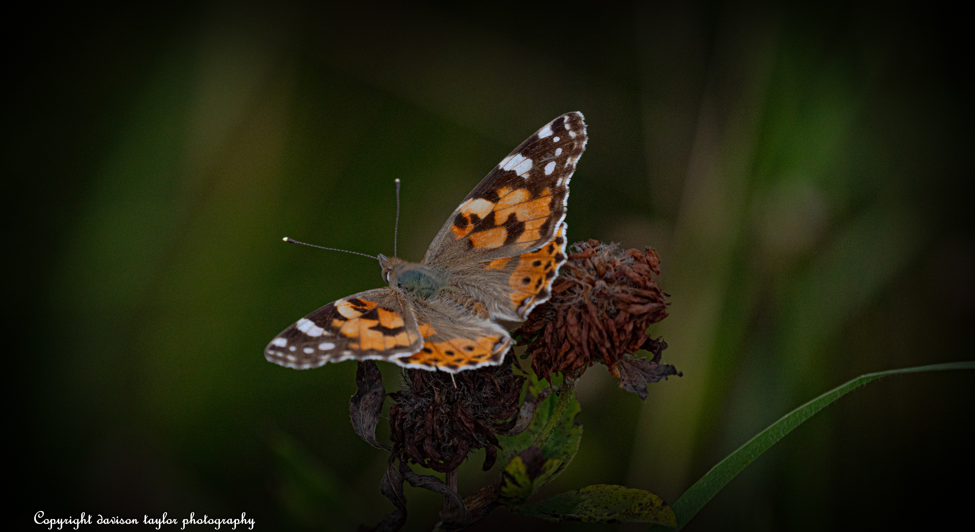 Painted lady?