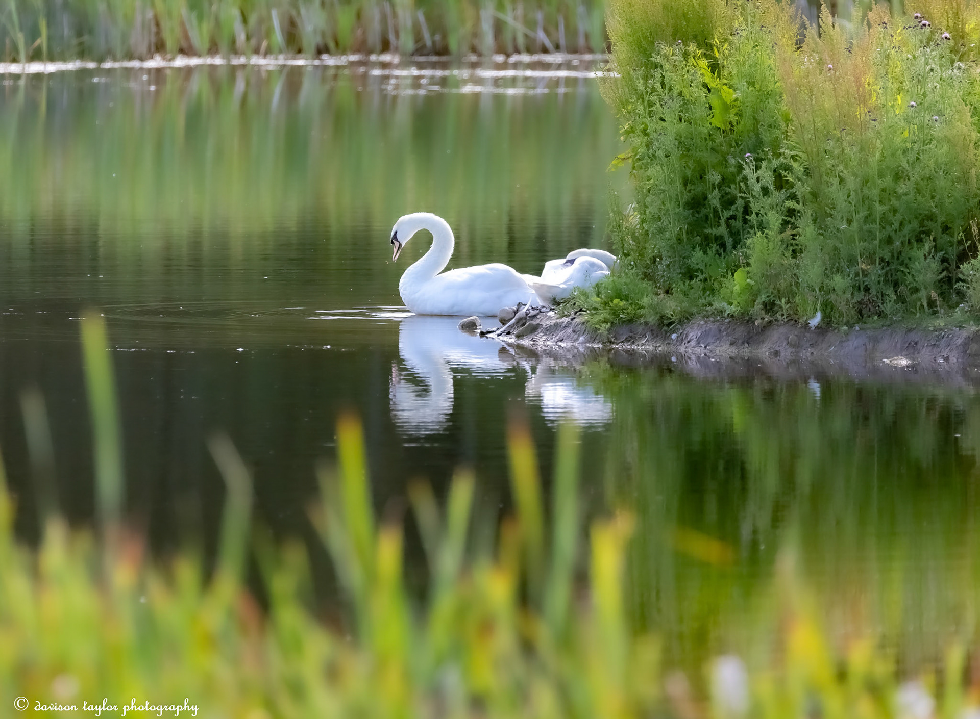 Mute Swans