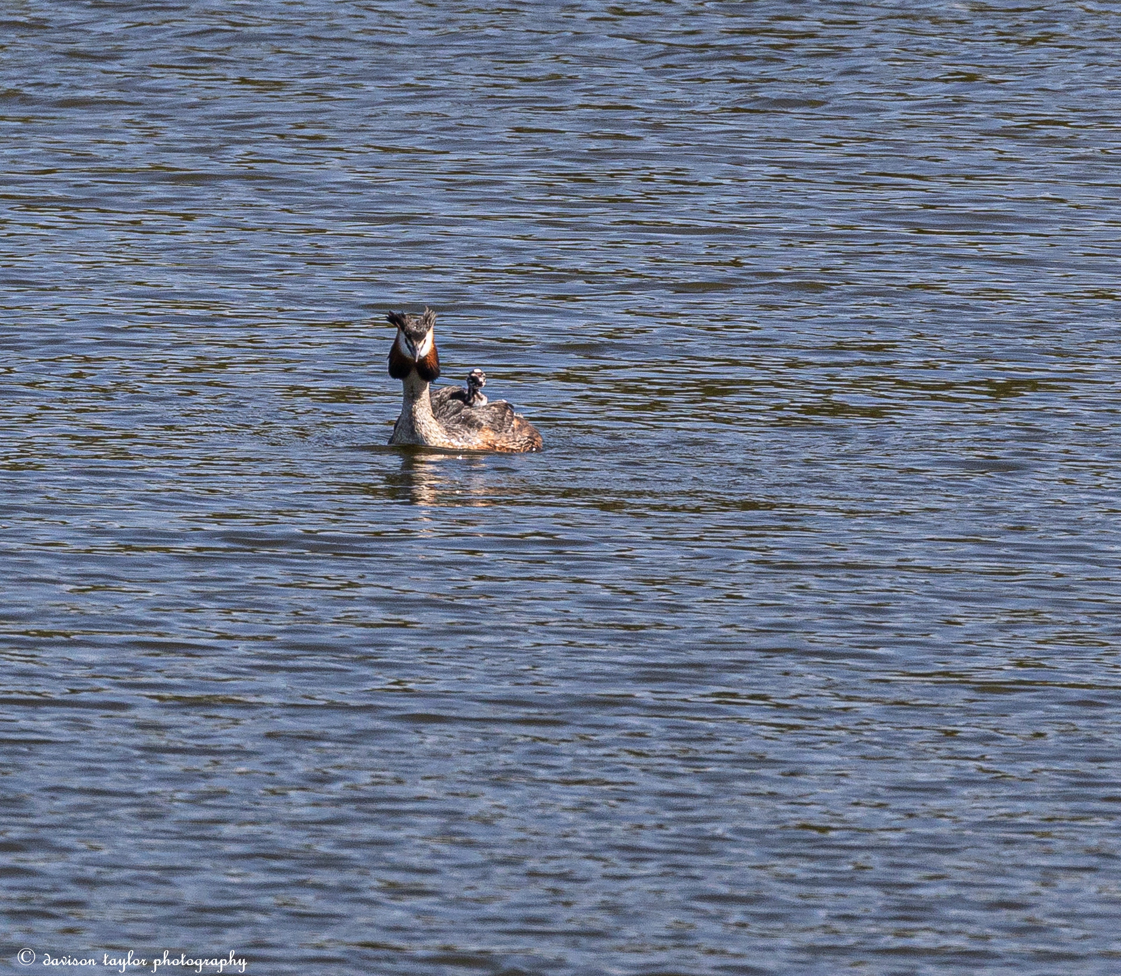 Great Crested Grebe and chick