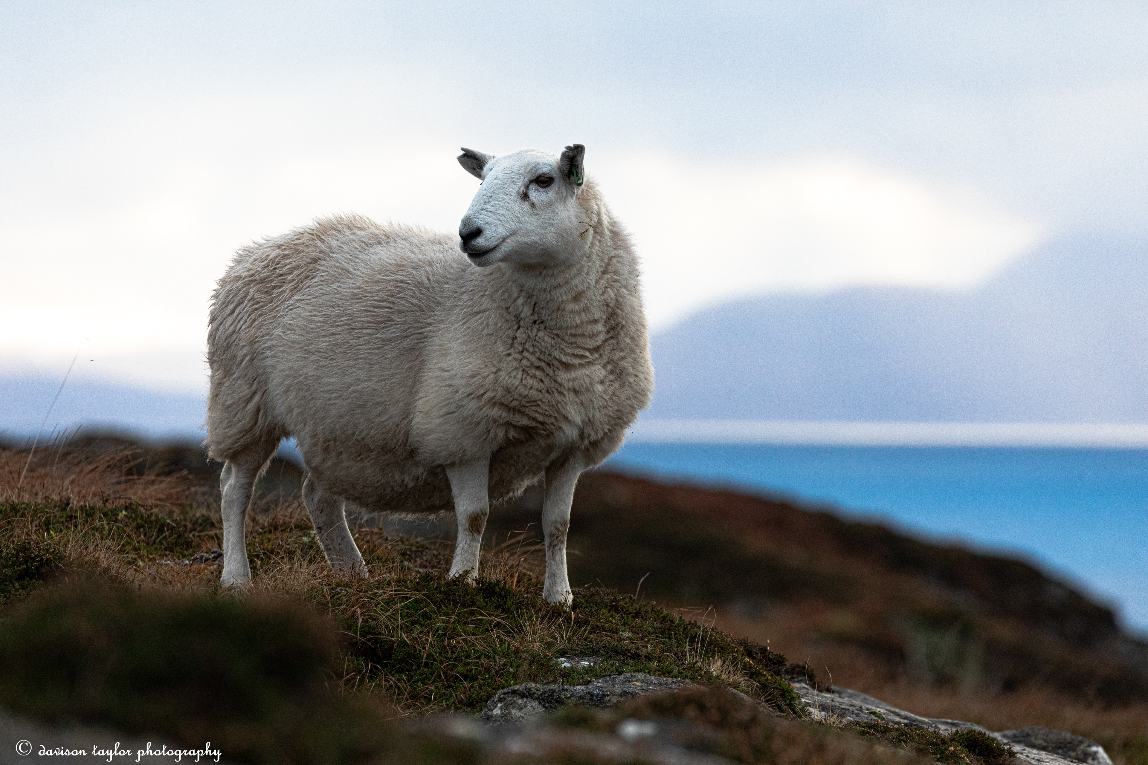 Roaming Sheep near Lonbain