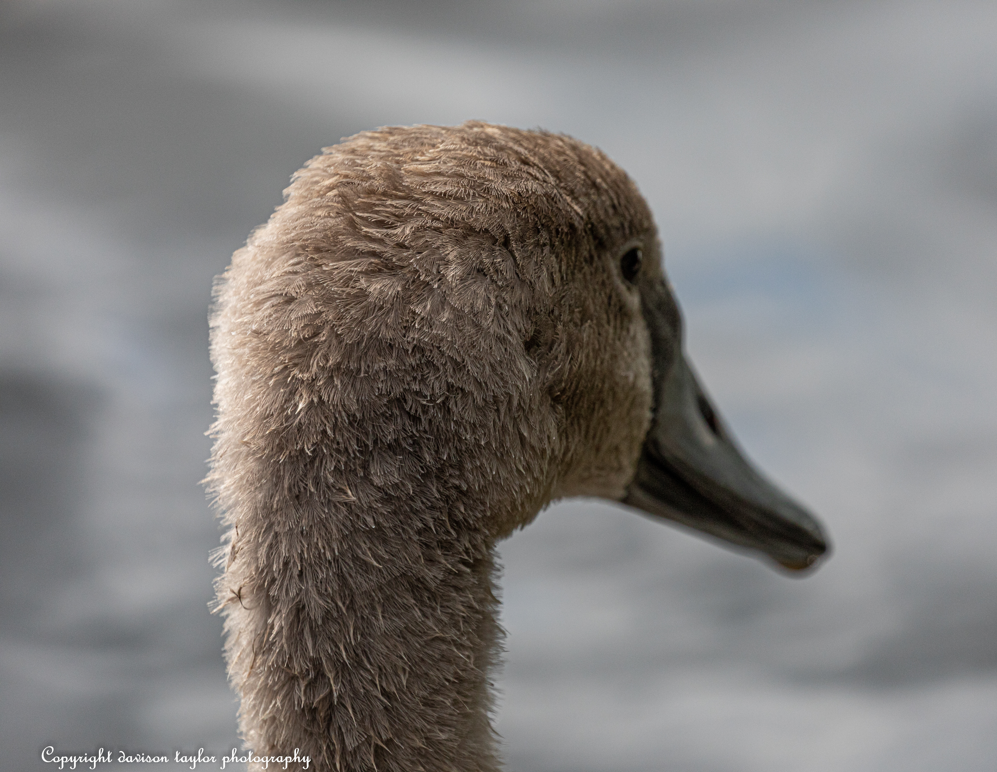 Cygnet August 2019