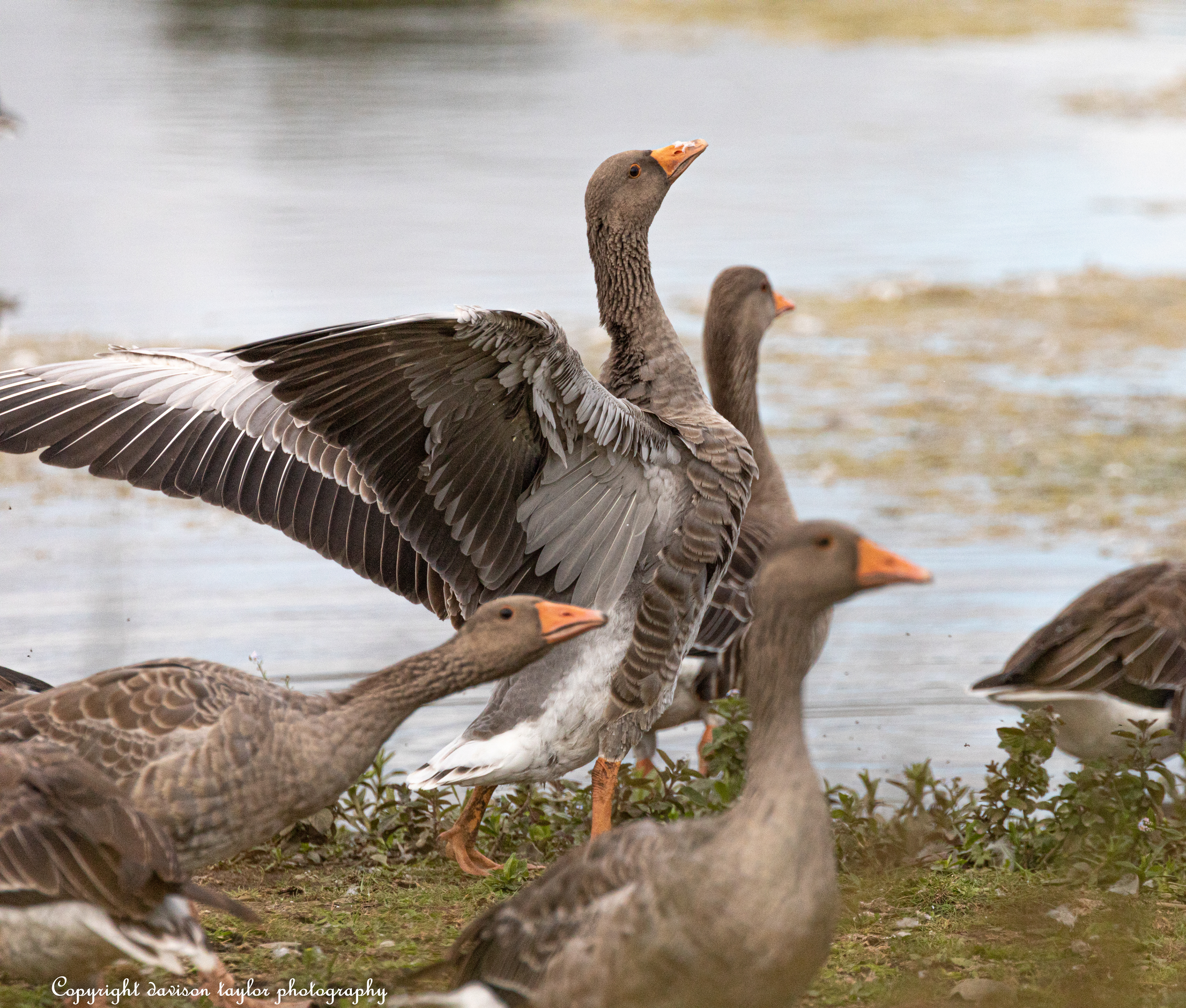I think Adolescent Grey Lag Geese, August 2019