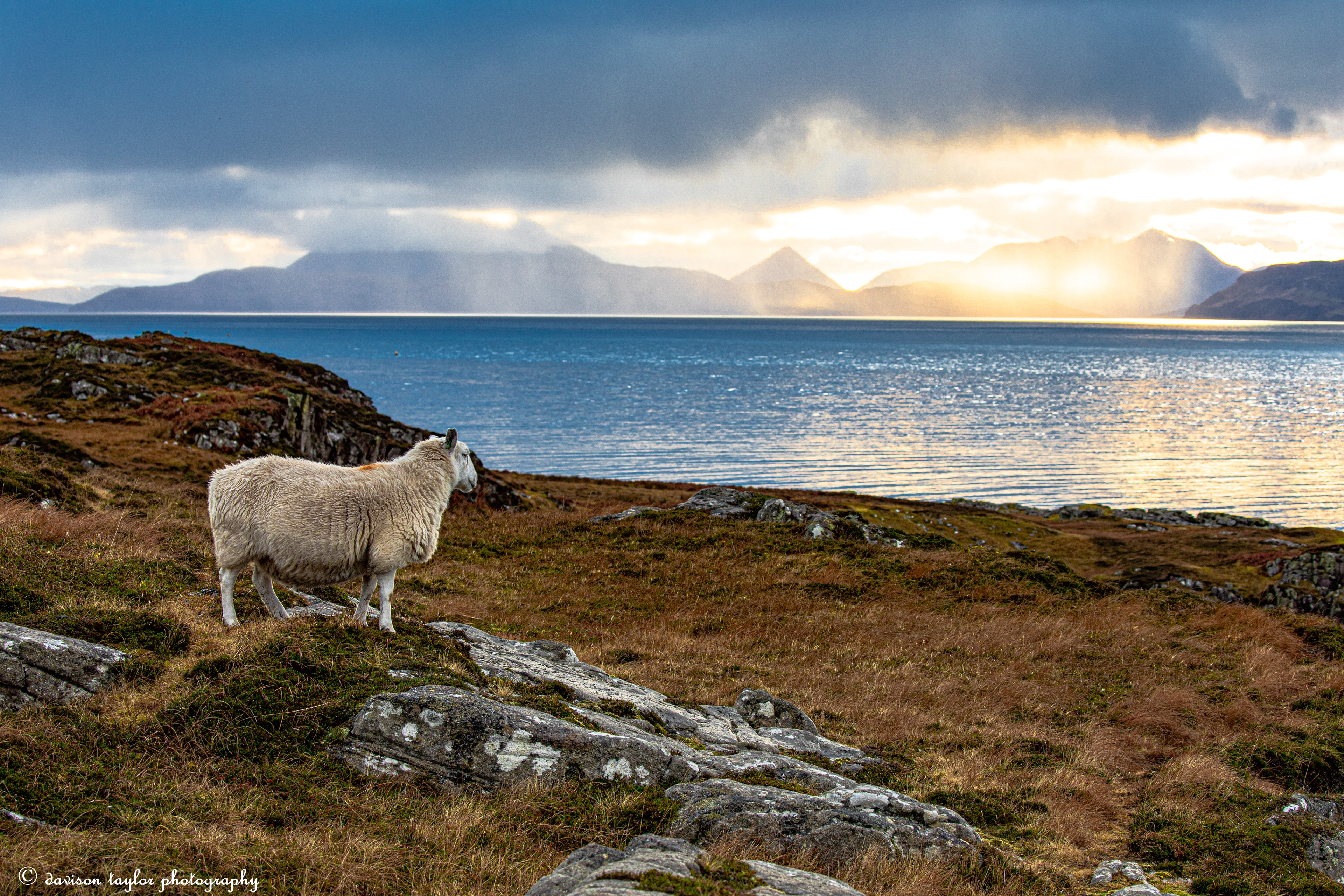 Ewe with a View