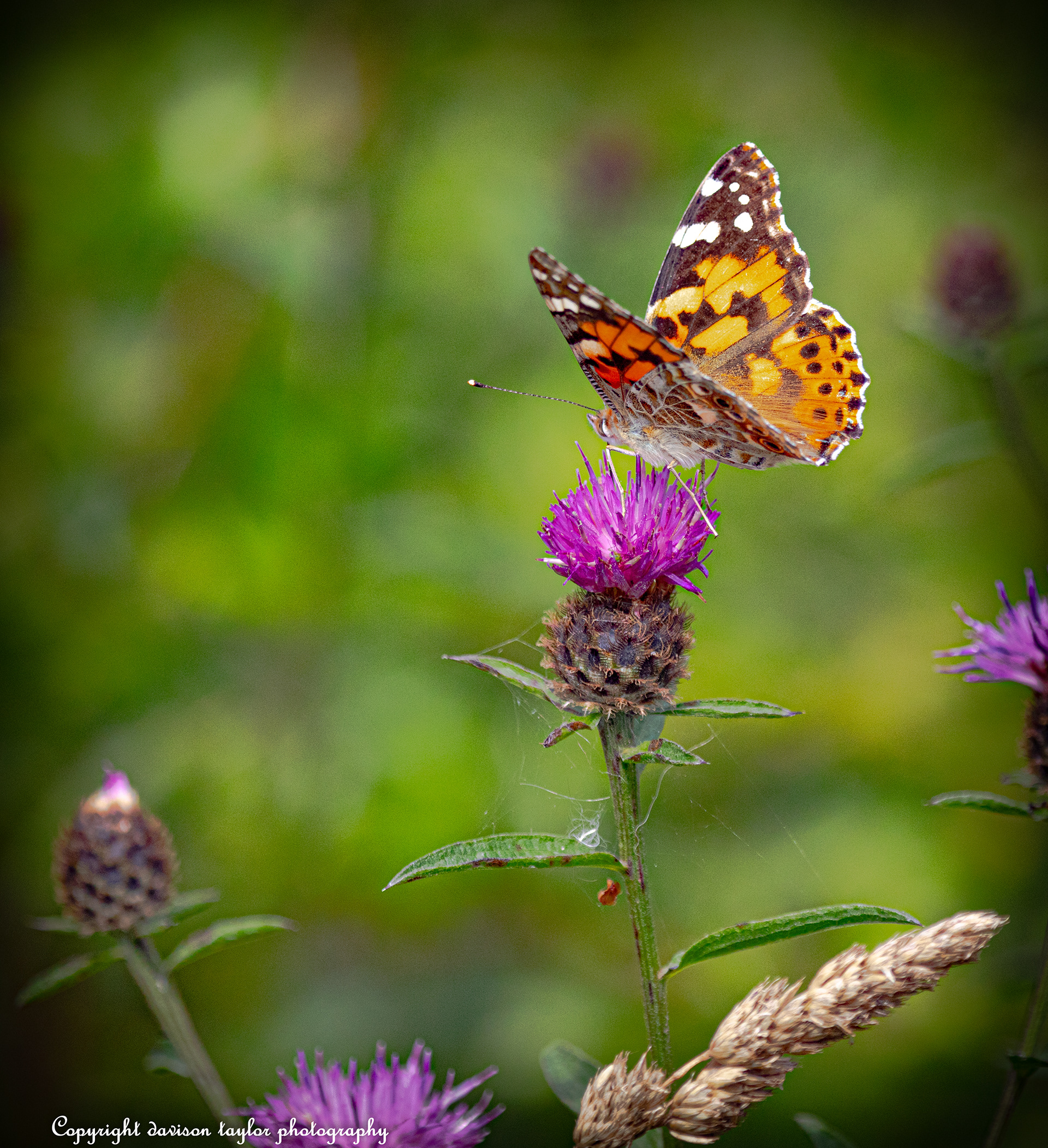 Painted lady?