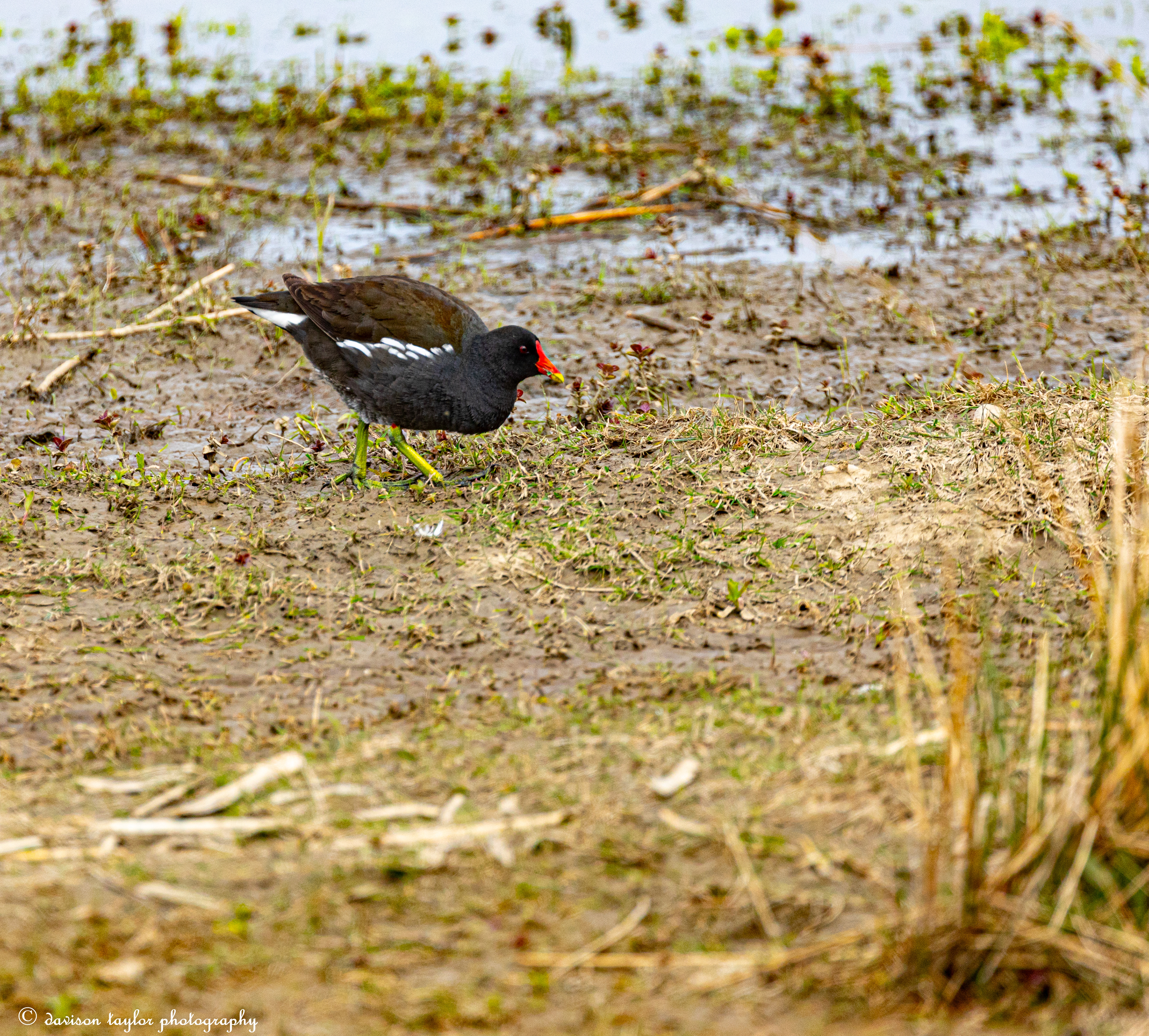 Common Ganllinula, (Moorhen)