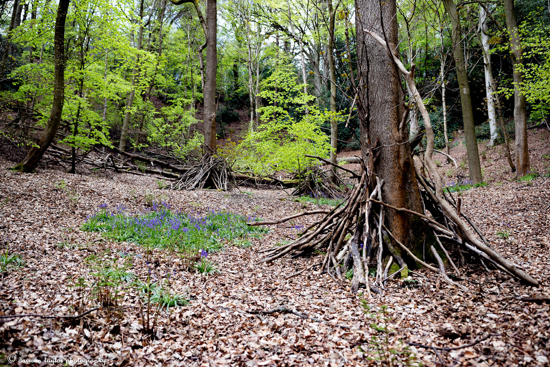 Wood drying in Houghall Woods