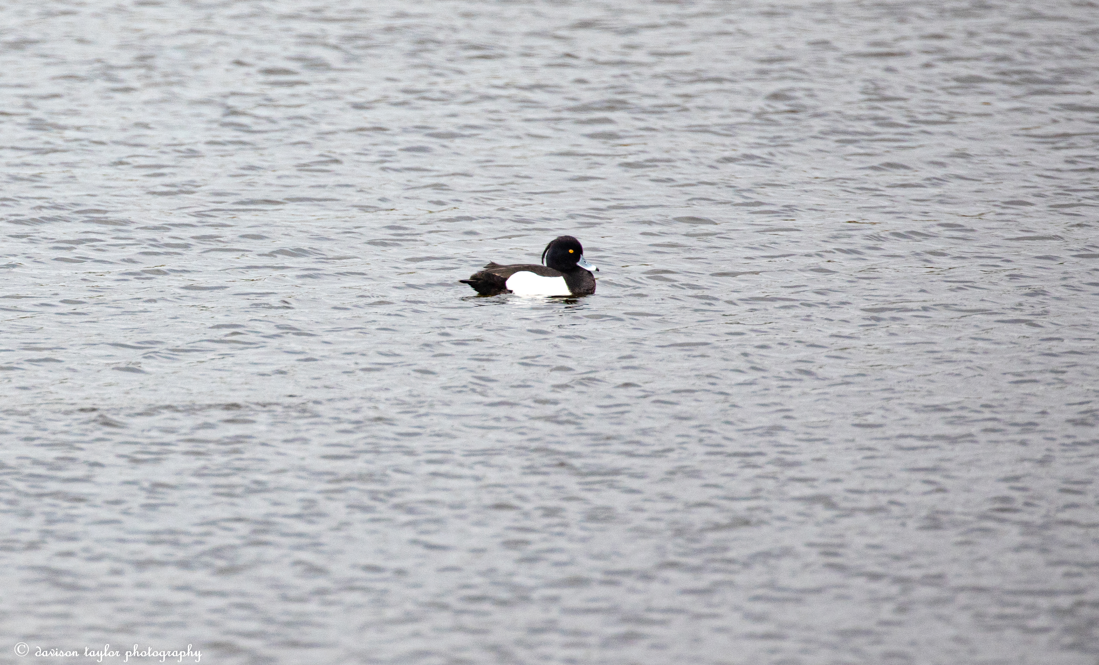 Tufted Duck