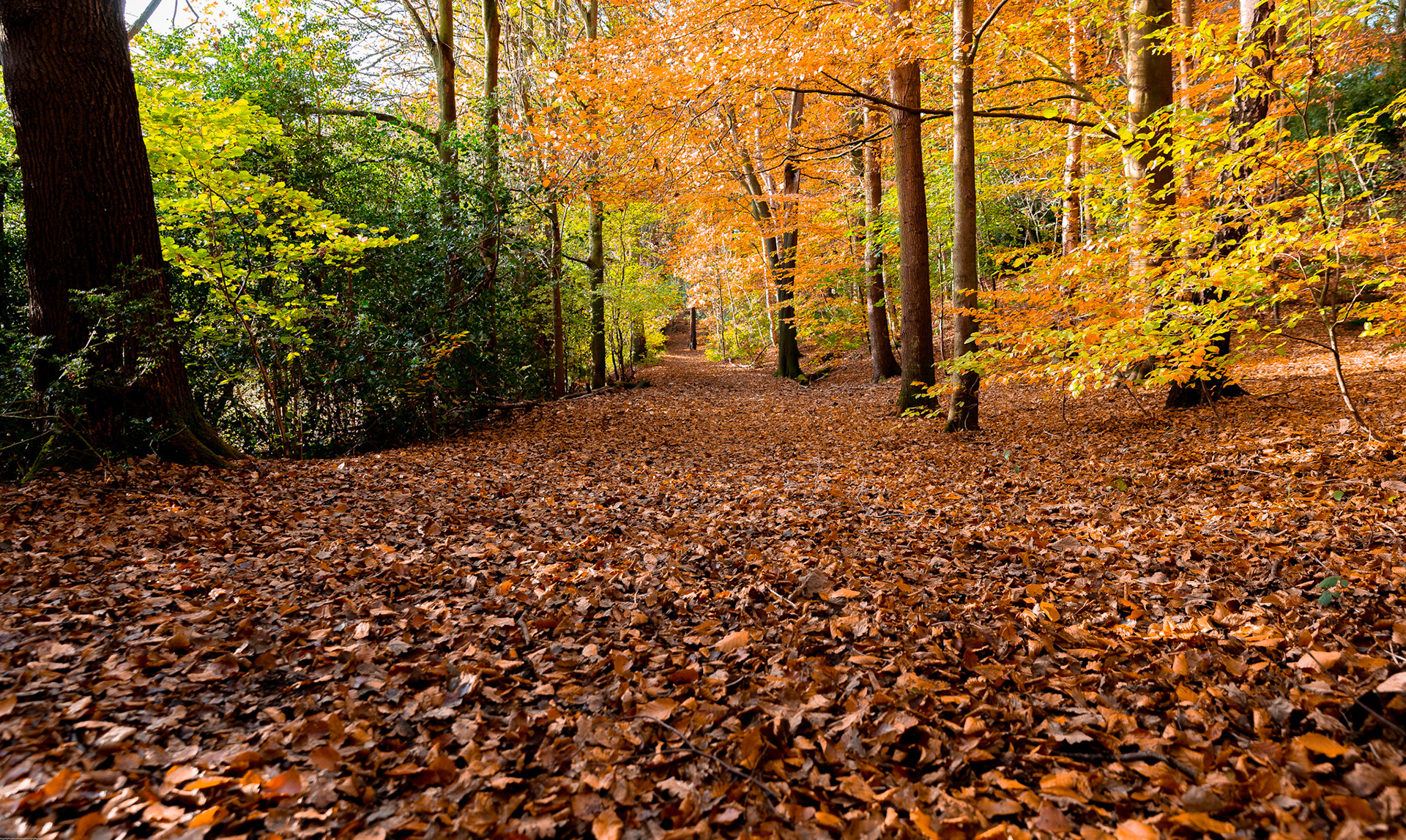 Autumn in Houghall Woods