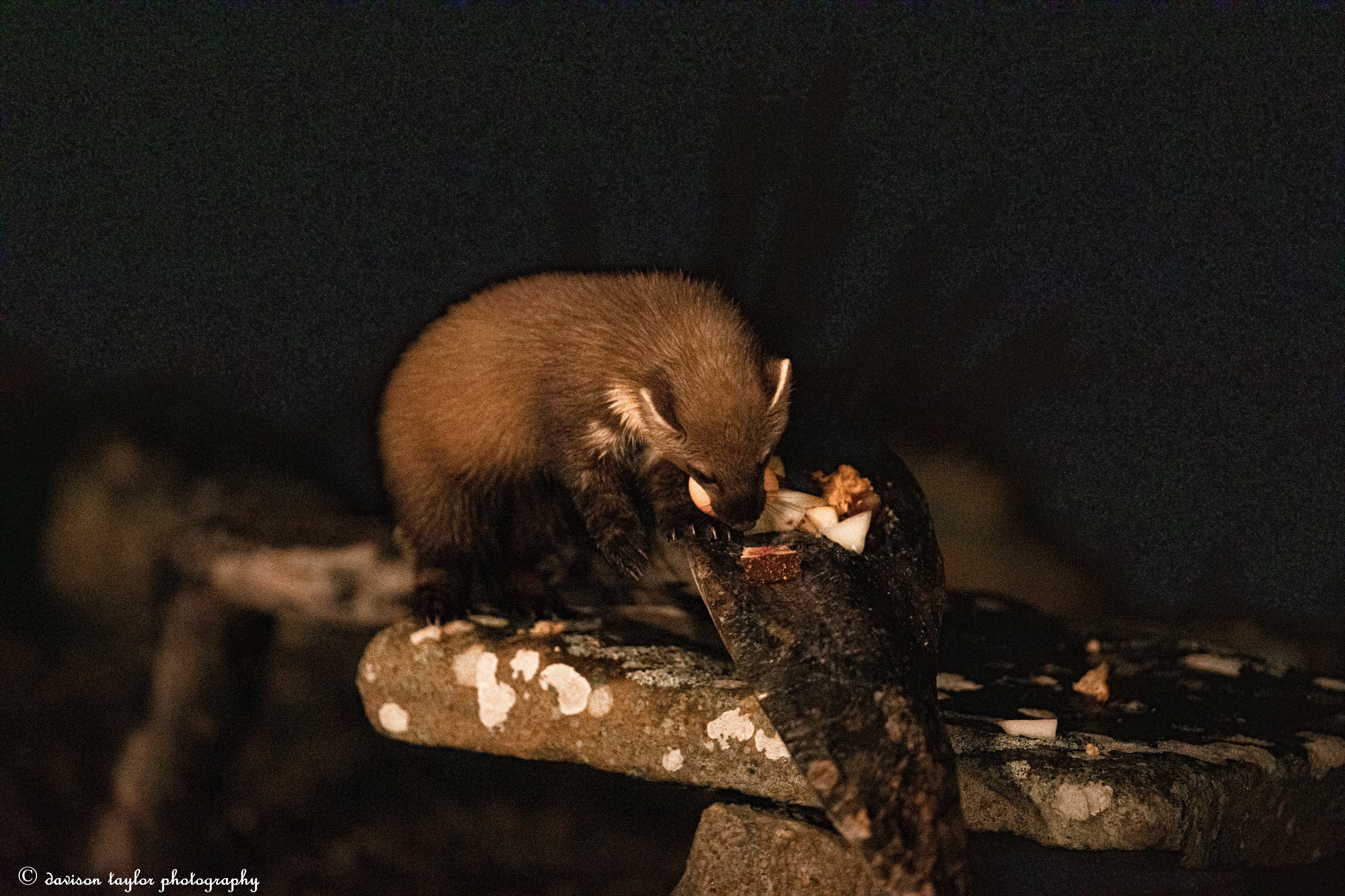 Pine Marten