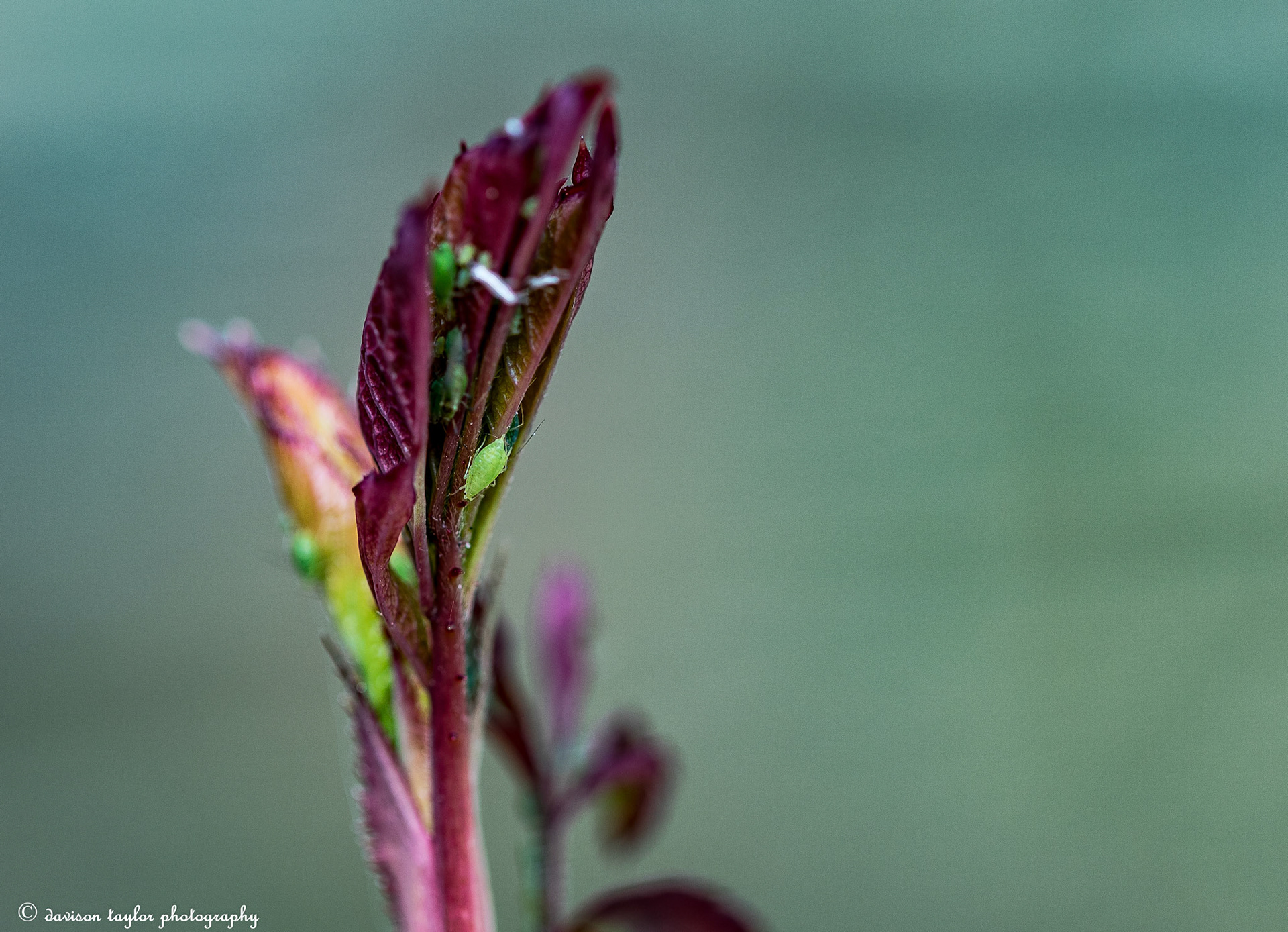 Greenfly on my David Austin Rose "Alan Titchmarsh" March 2019