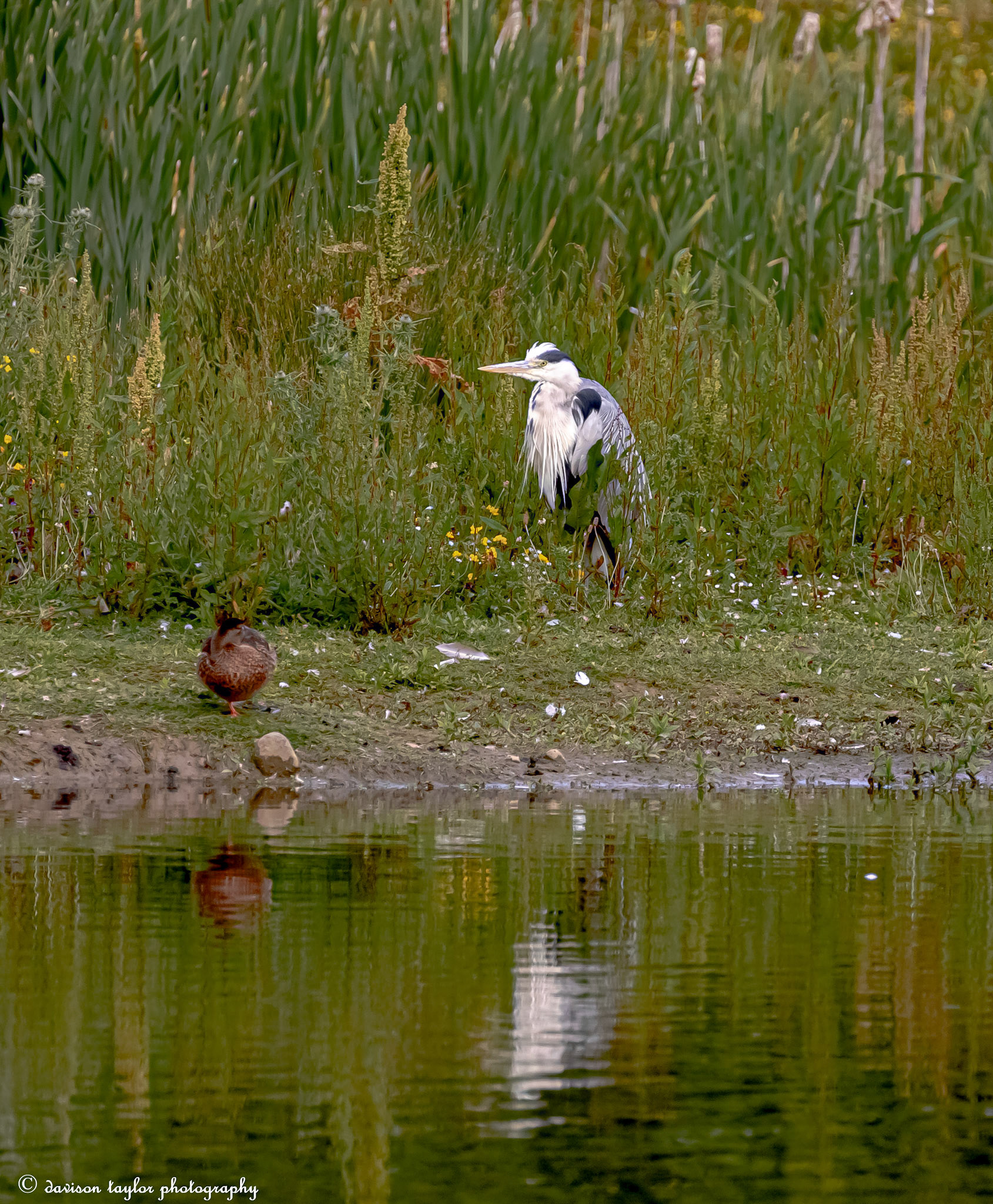 Grey Heron