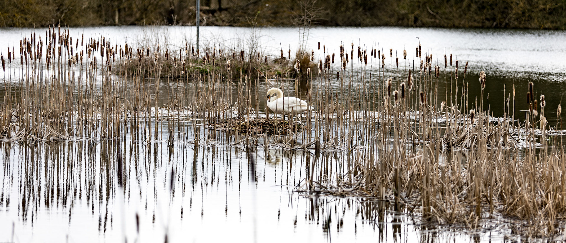 Mute Swan