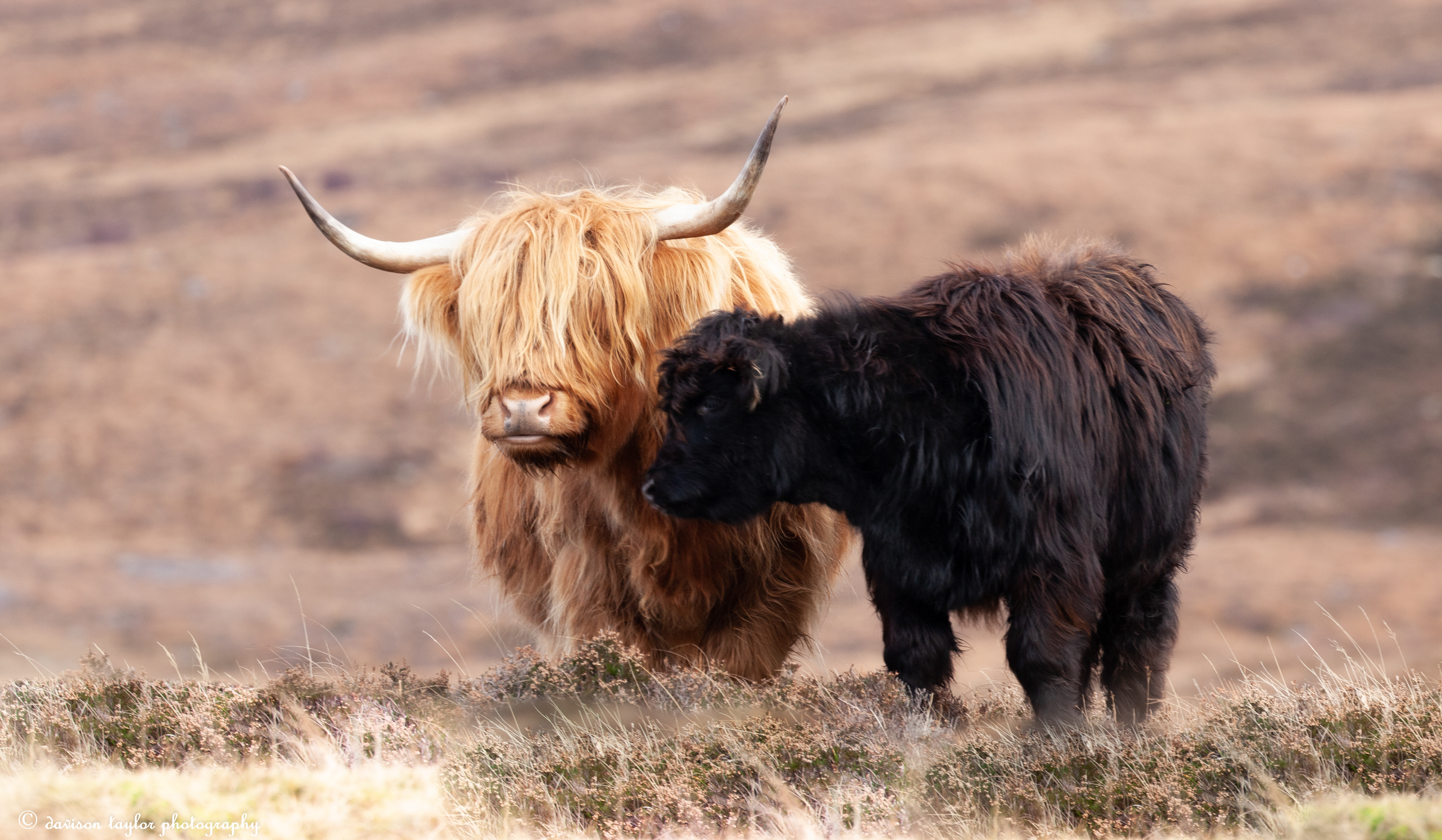 Applecross Wild Cattle, (roaming the peninsula)