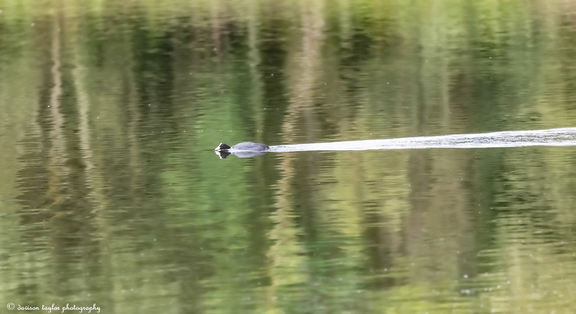 Snorkeling Coot