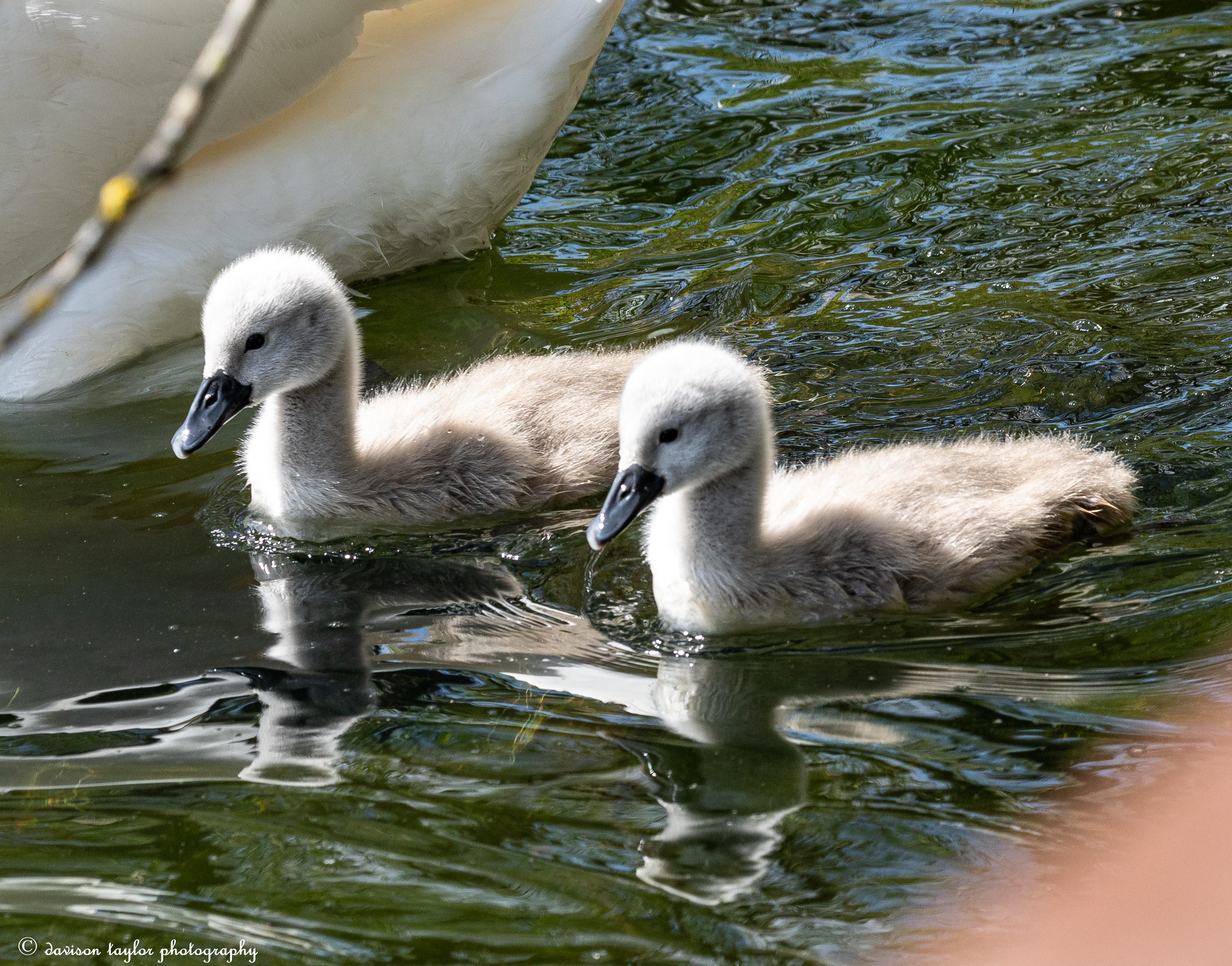 Cygnets