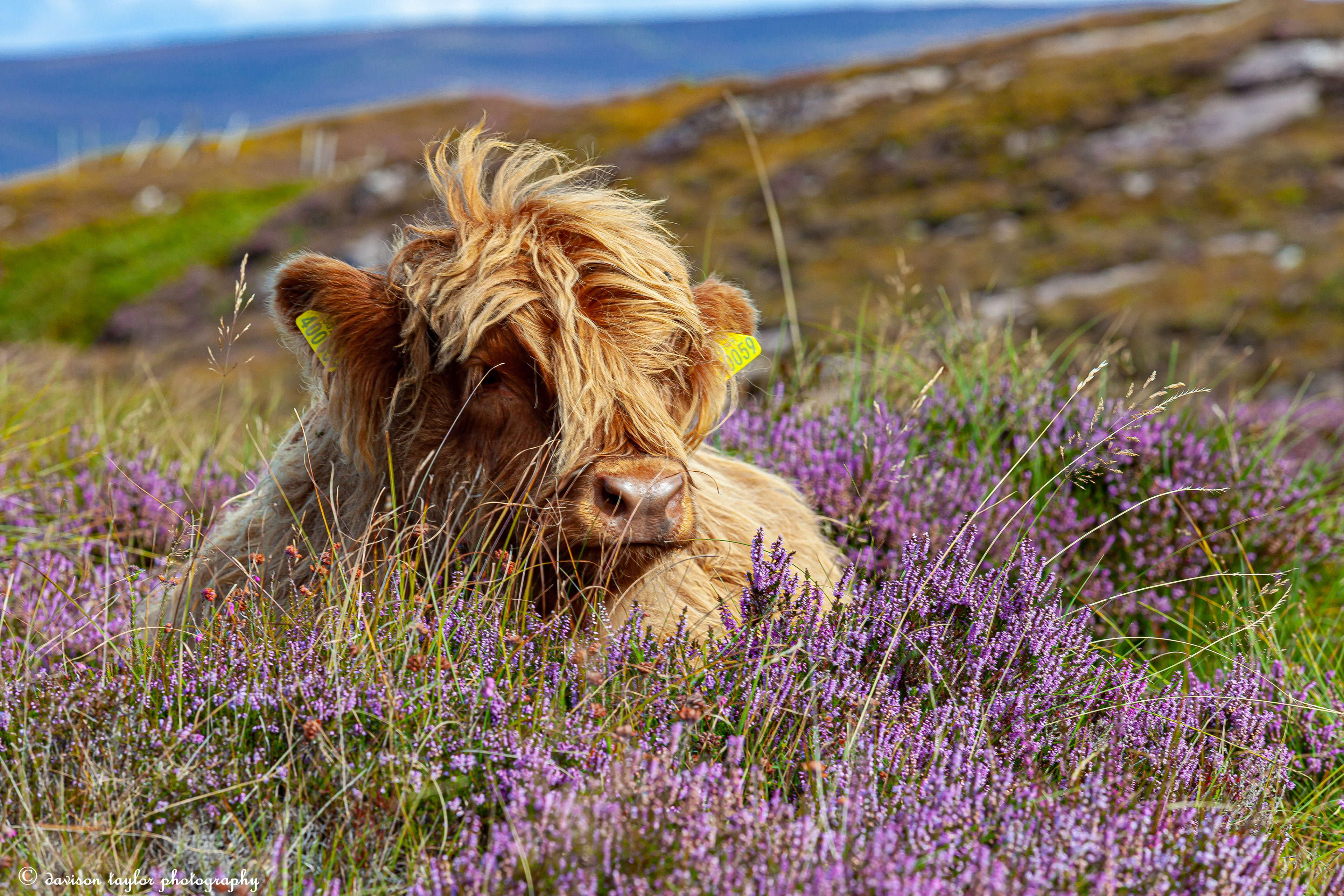 Applecross Wild Cattle, (roaming the peninsula)