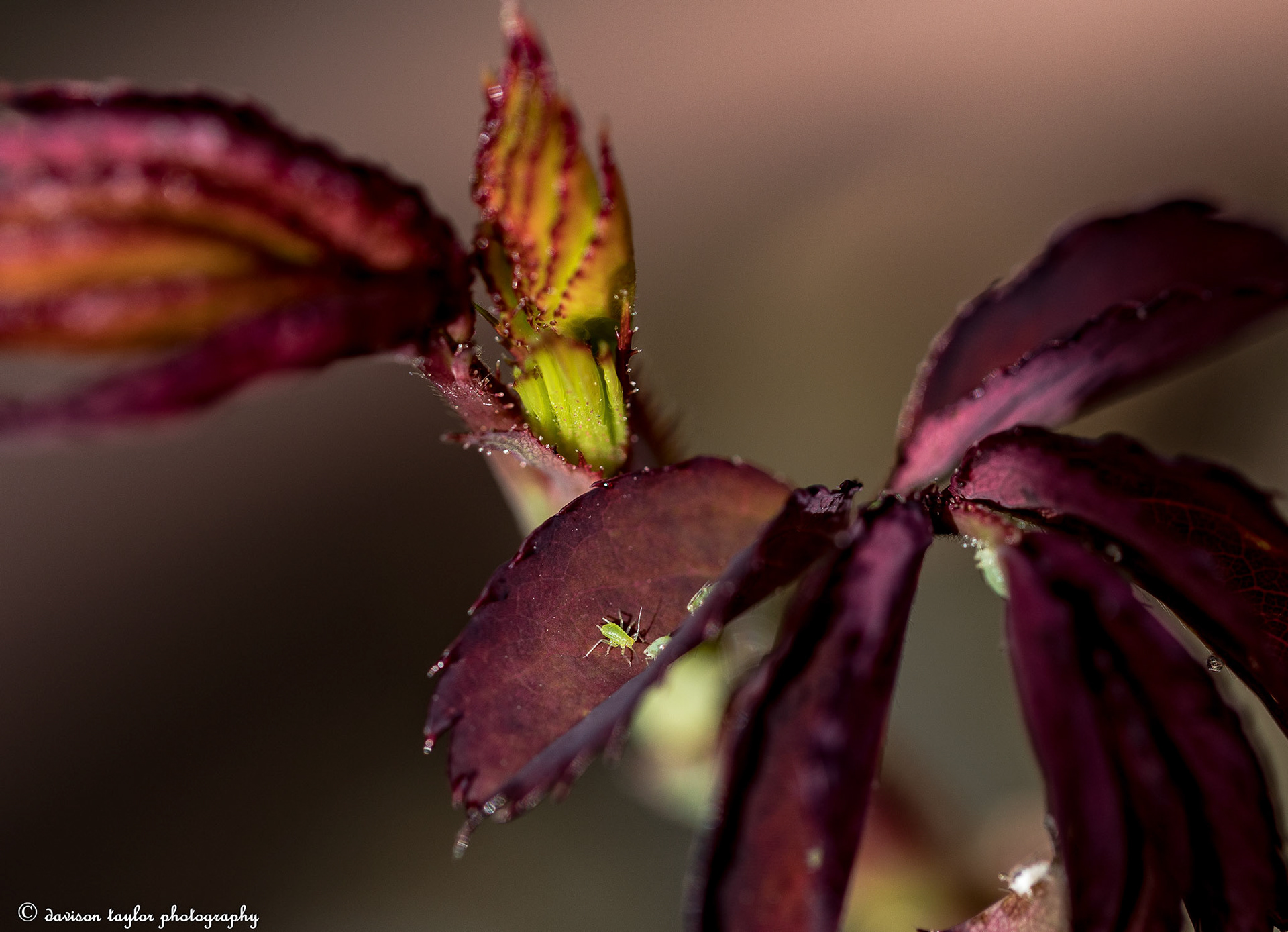 Greenfly on my David Austin Rose "Alan Titchmarsh" March 2019