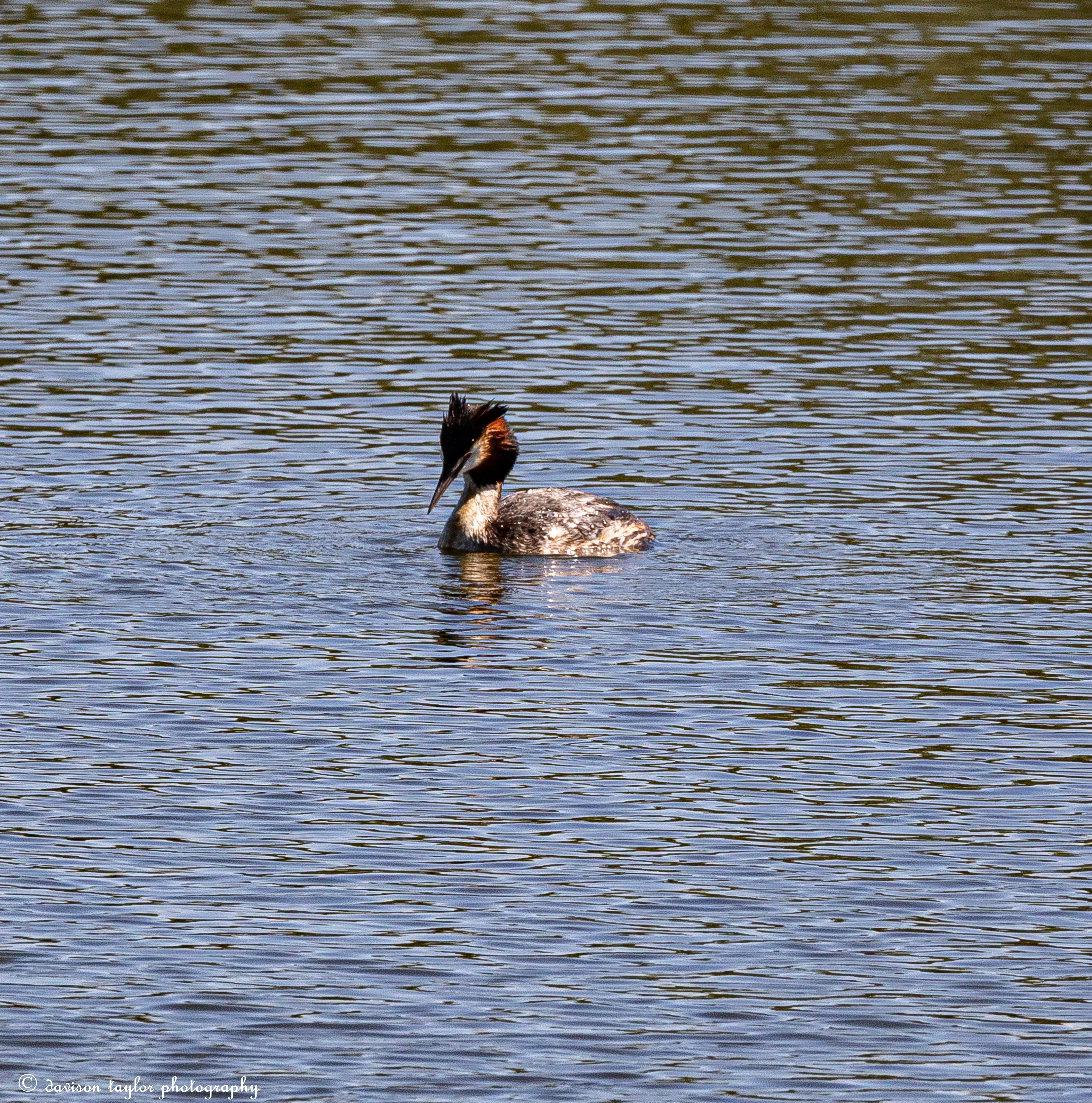 Great Crested Grebe