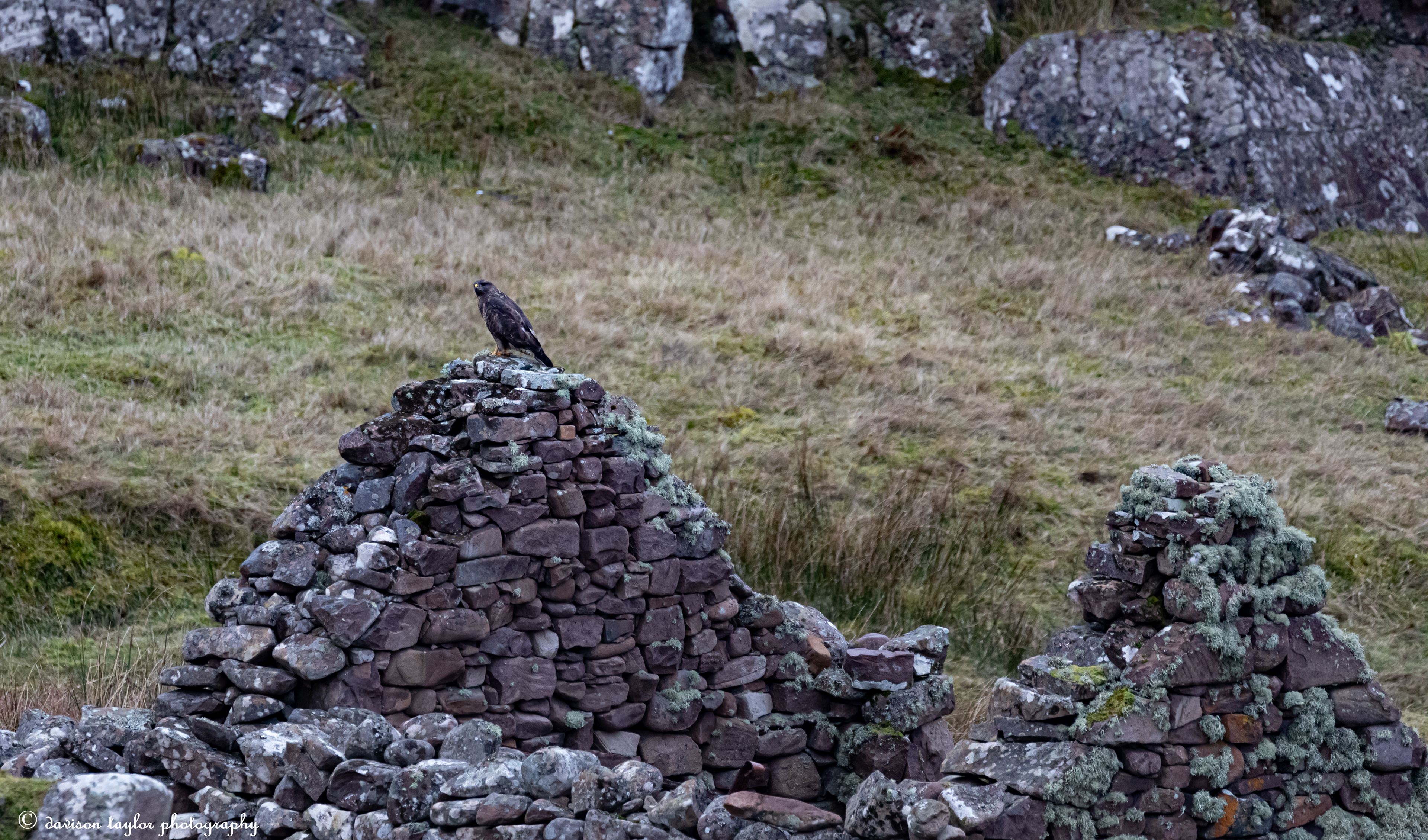 A Buzzard on Lonbain ruins