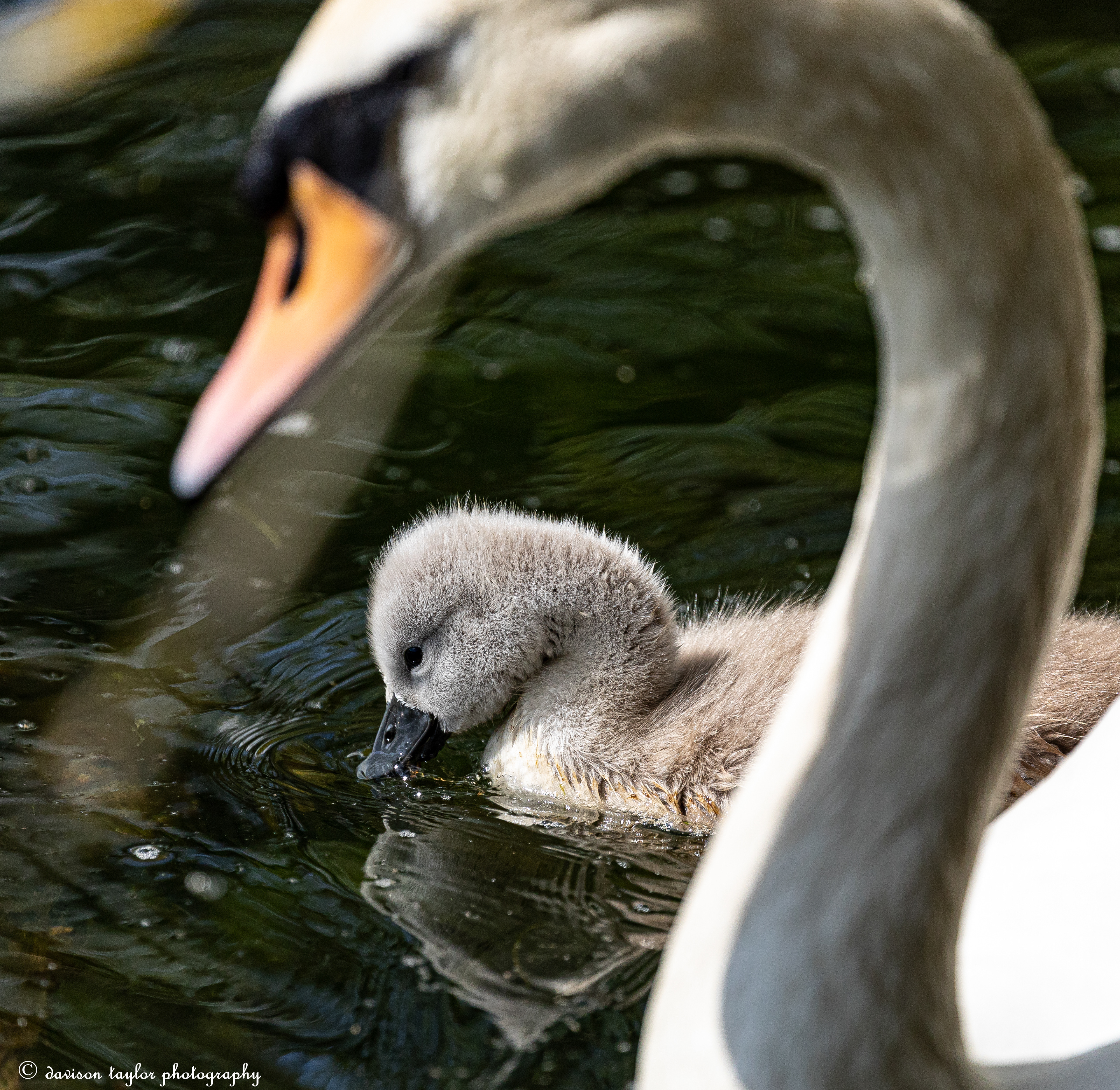 Mute Swan and Cygnet