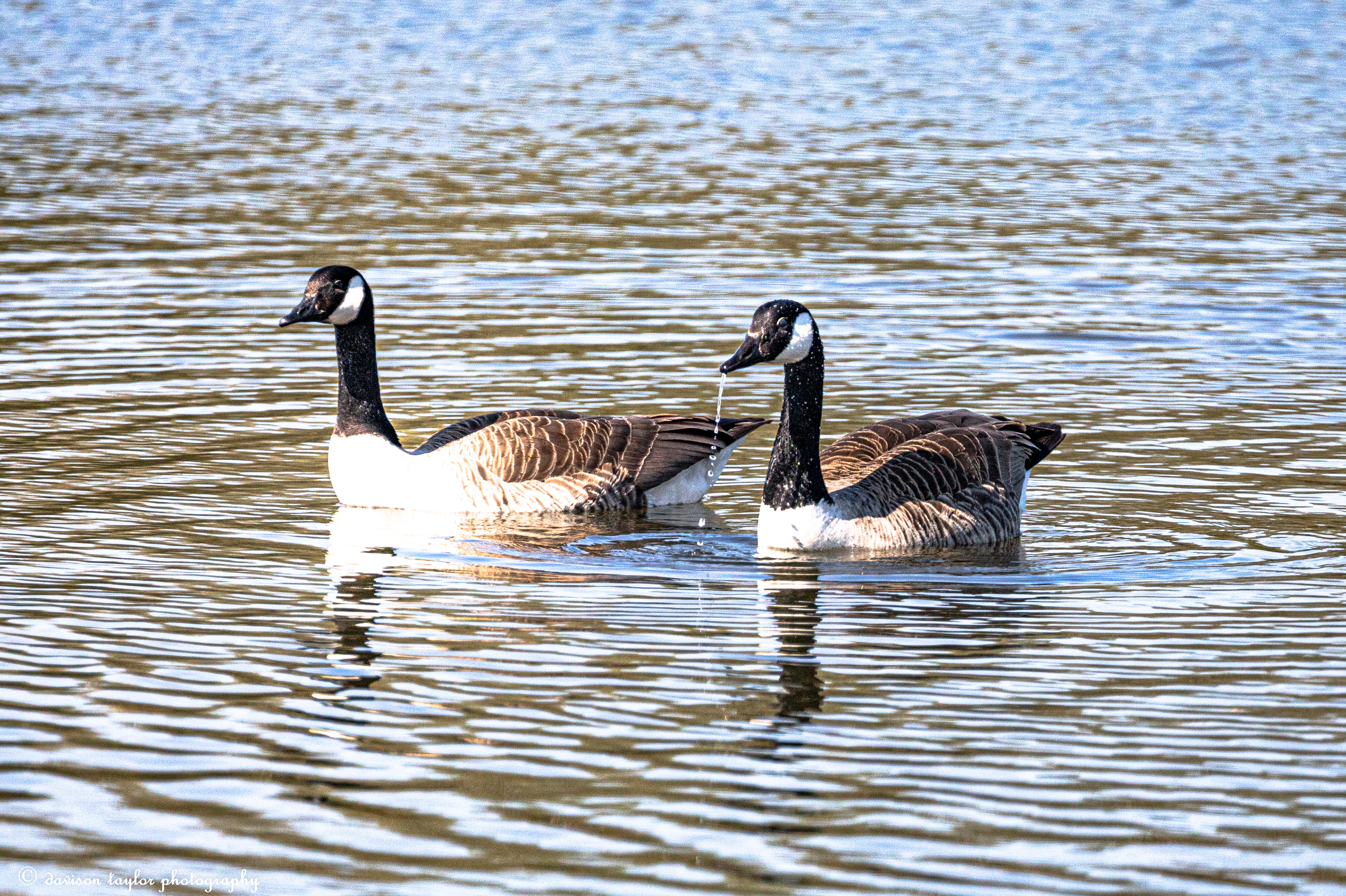 Canada Geese