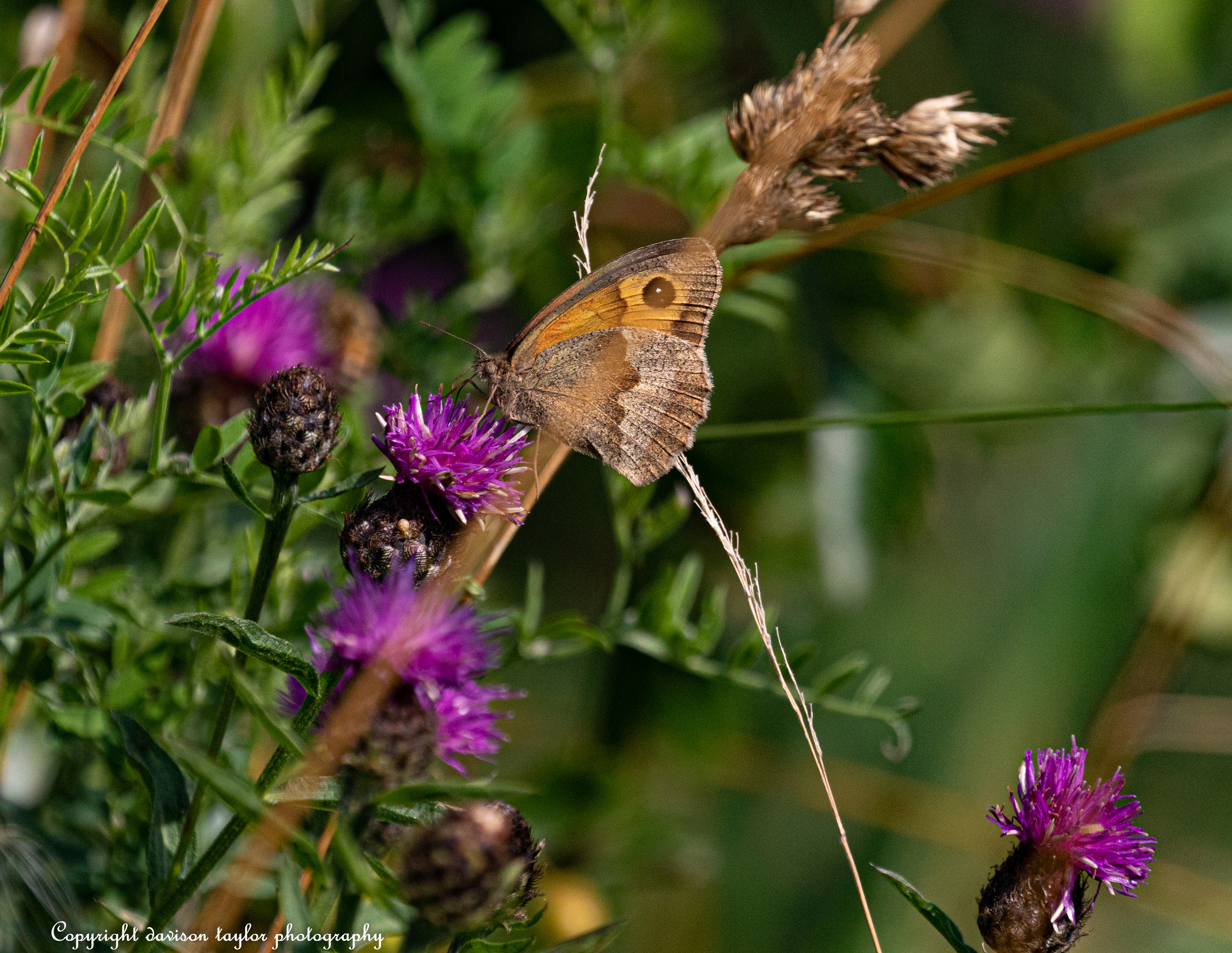 Small Heath?