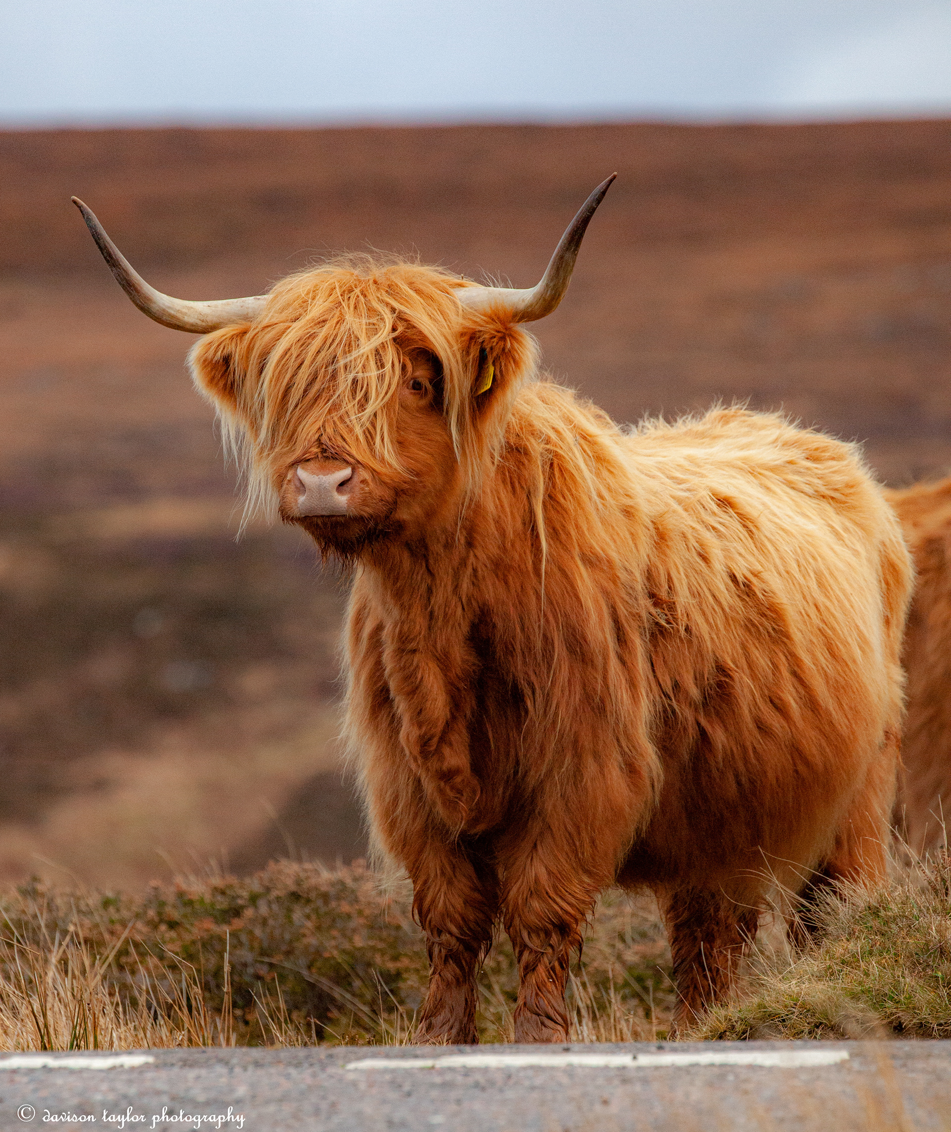 Applecross Wild Cattle, (roaming the peninsula)