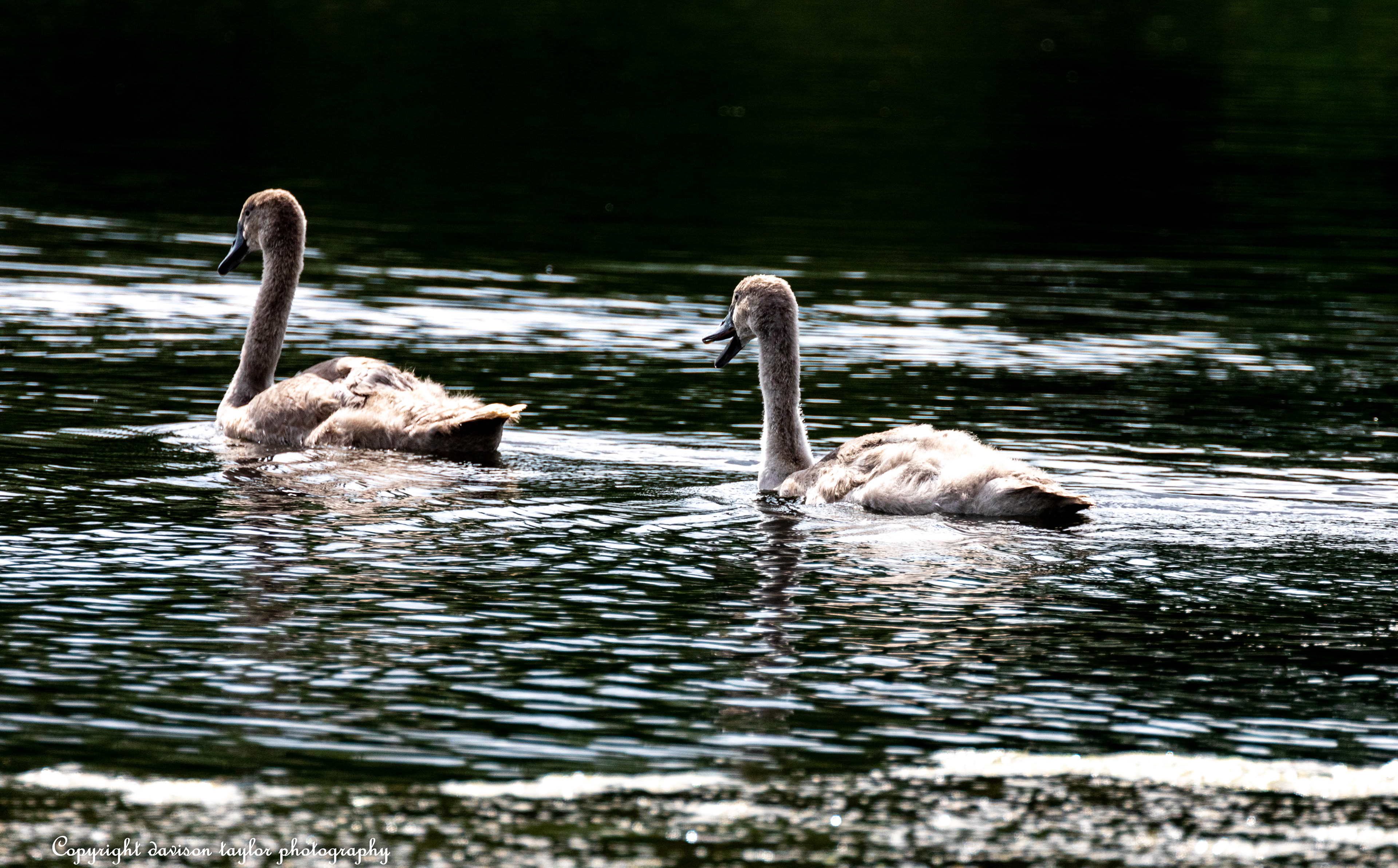 Cygnets August 2019