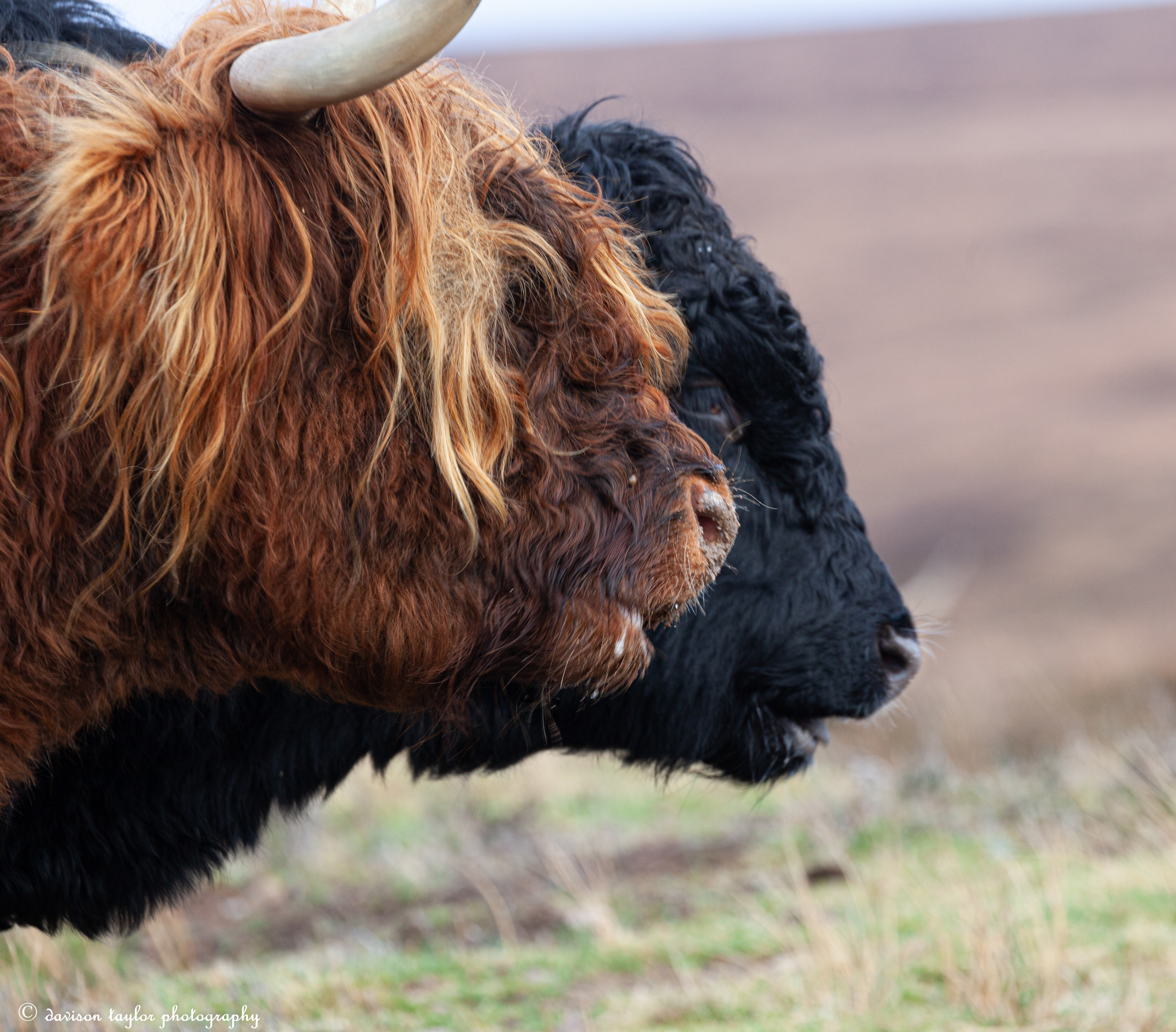 Applecross Wild Cattle, (roaming the peninsula)