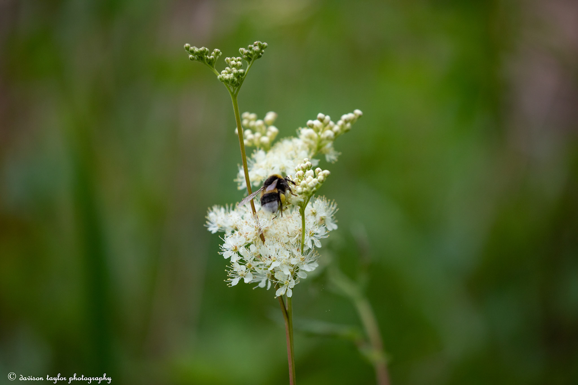 Busy Bee