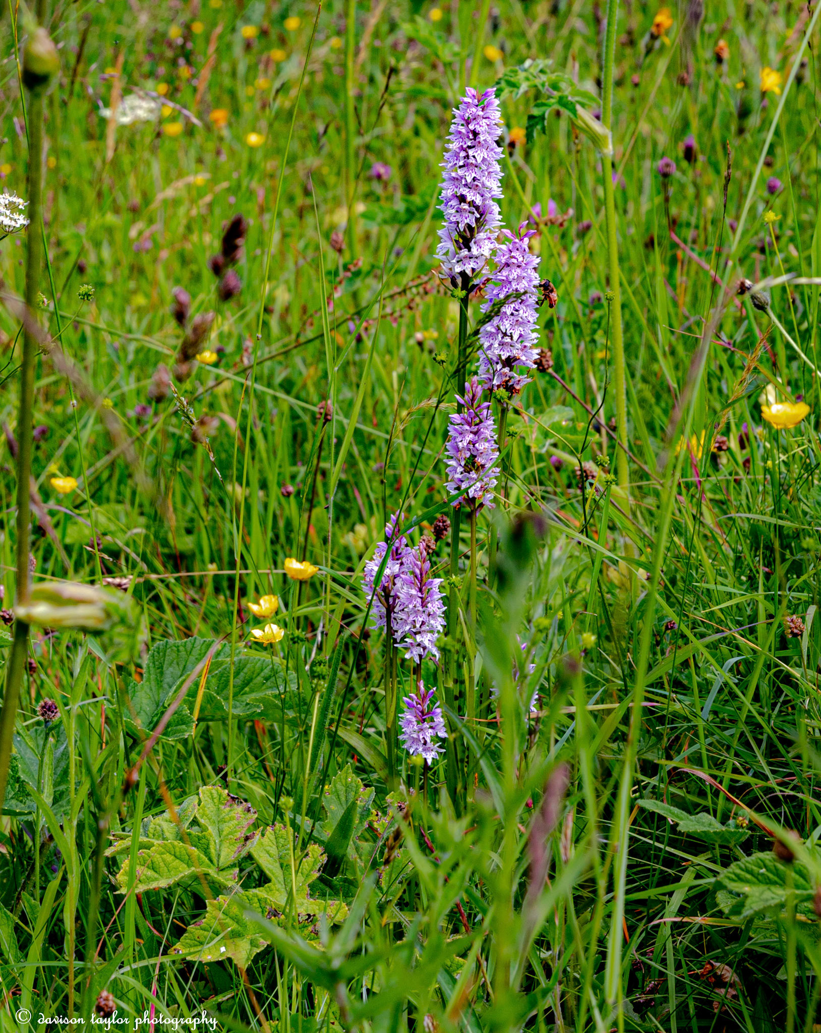 Possibly an Orchid with bee?