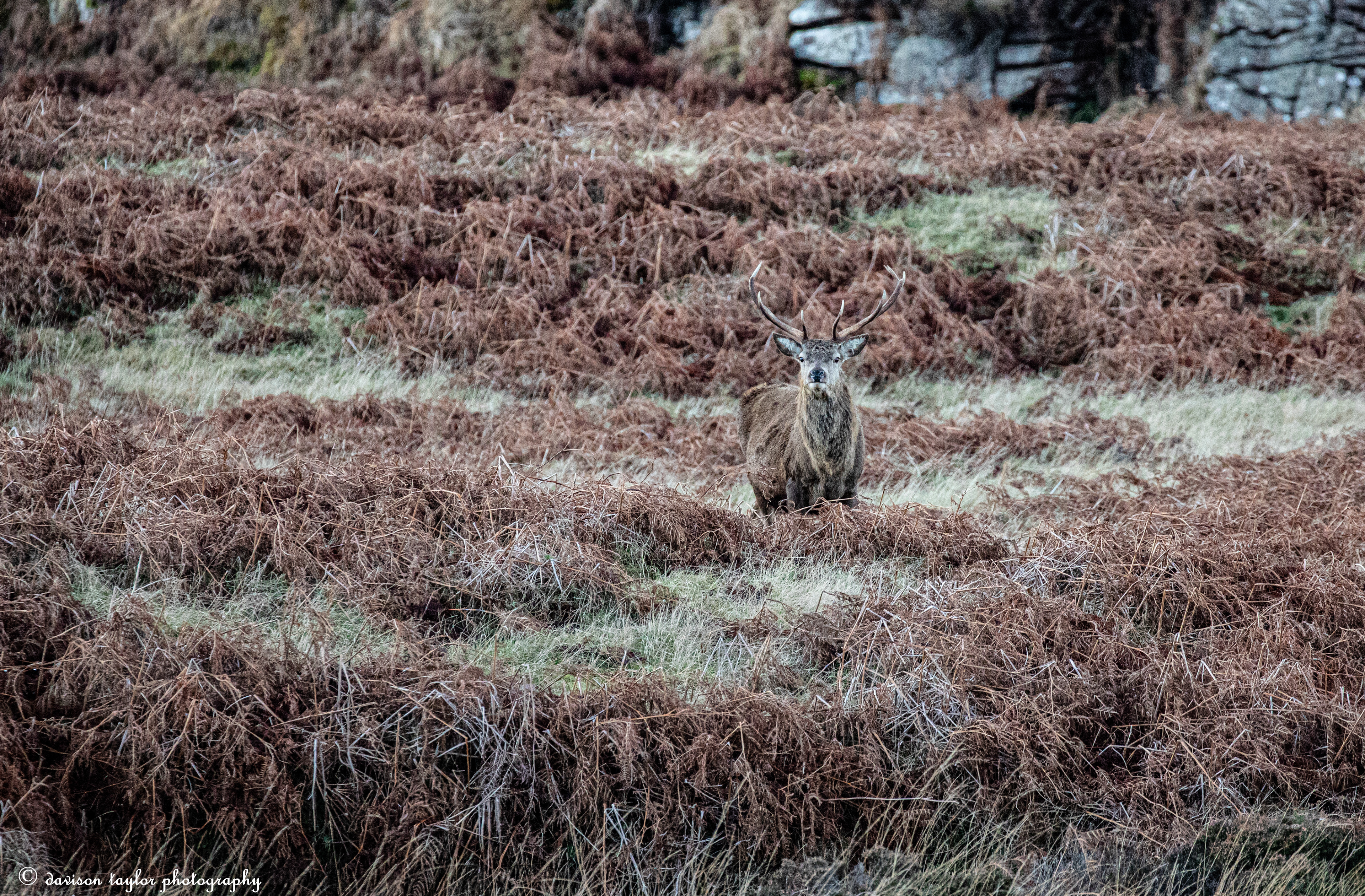 Early morning Applecross Stag