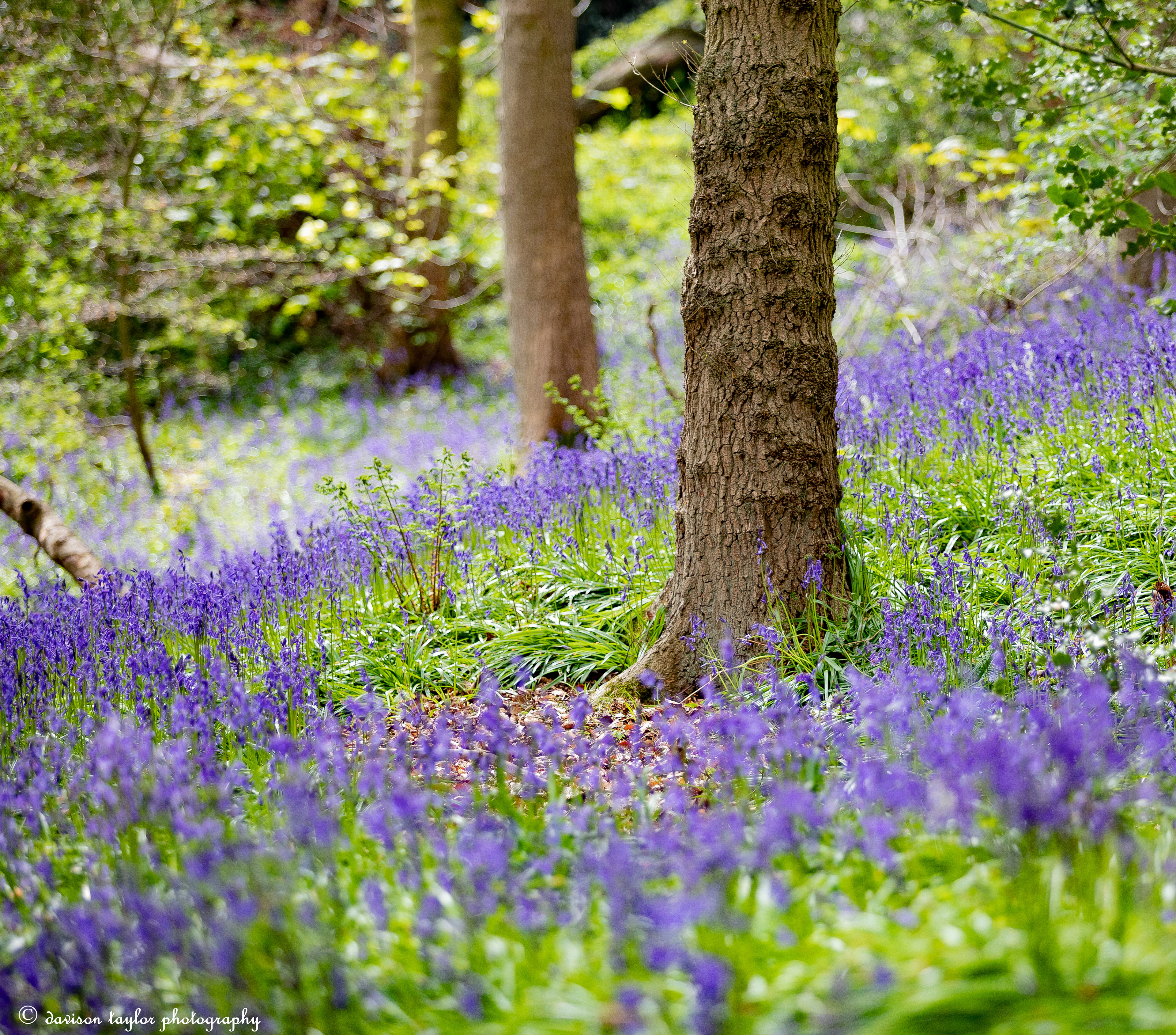 Bluebells in Houghall Woods