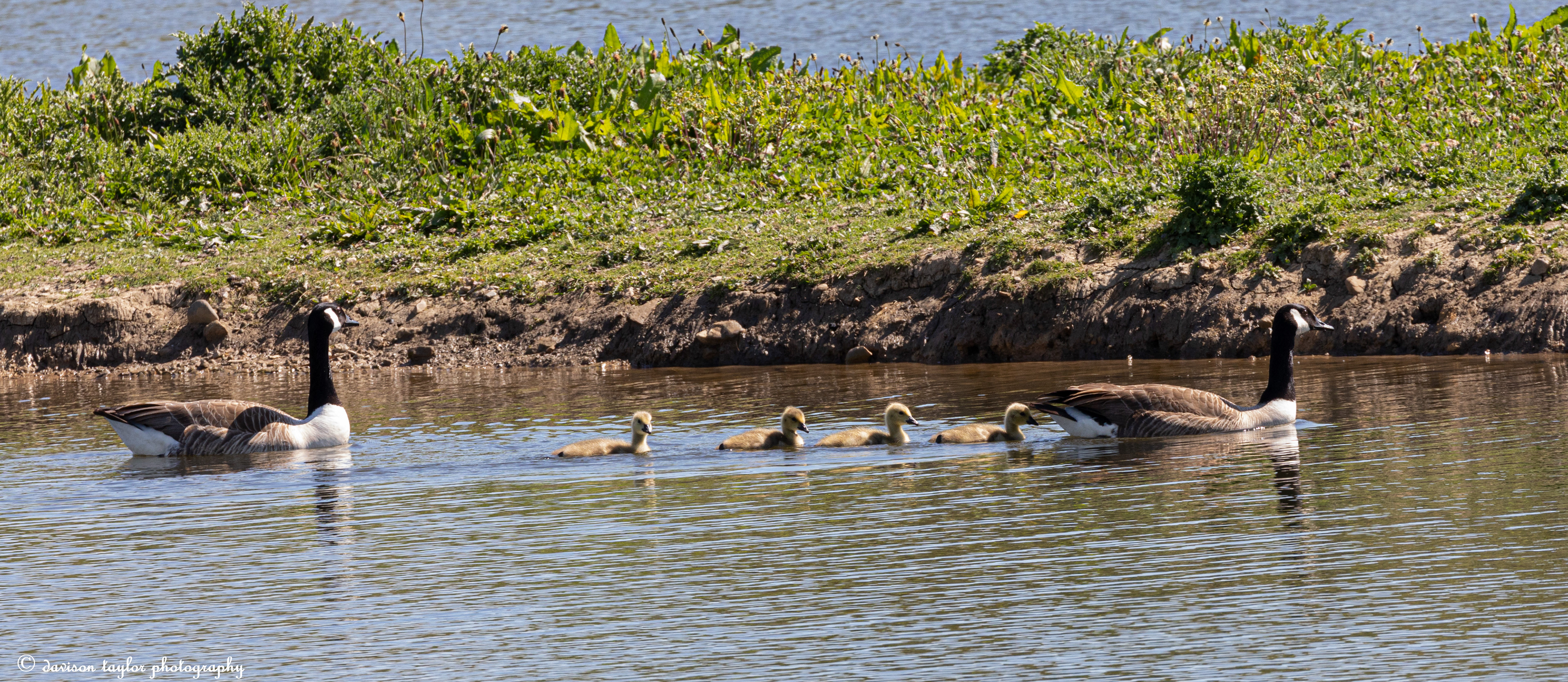 Canada Geese and chicks