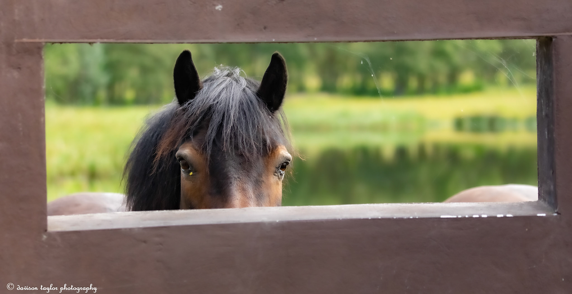 Beautiful Exmoor Pony looking back through the hide
