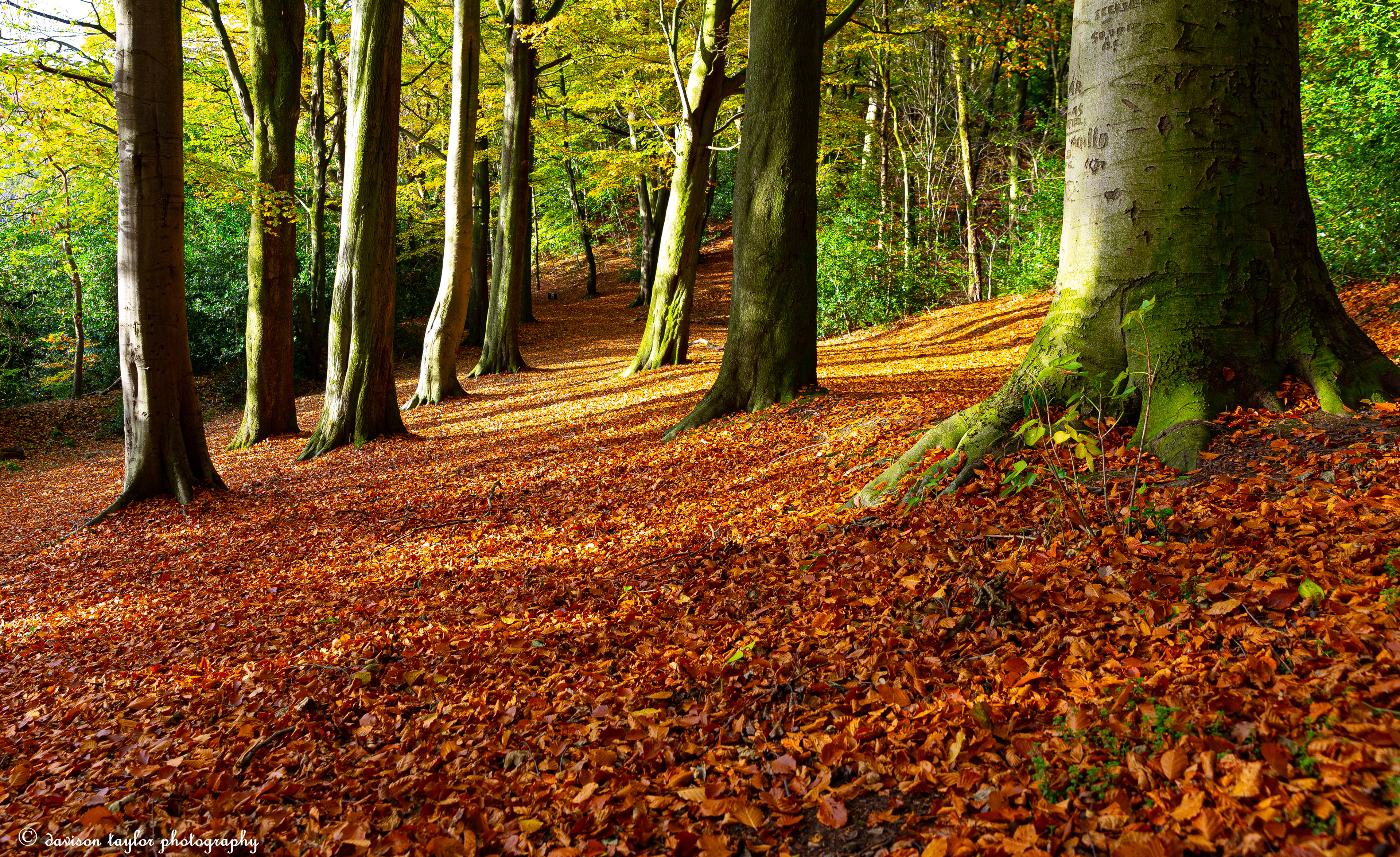 Autumn in Houghall Woods