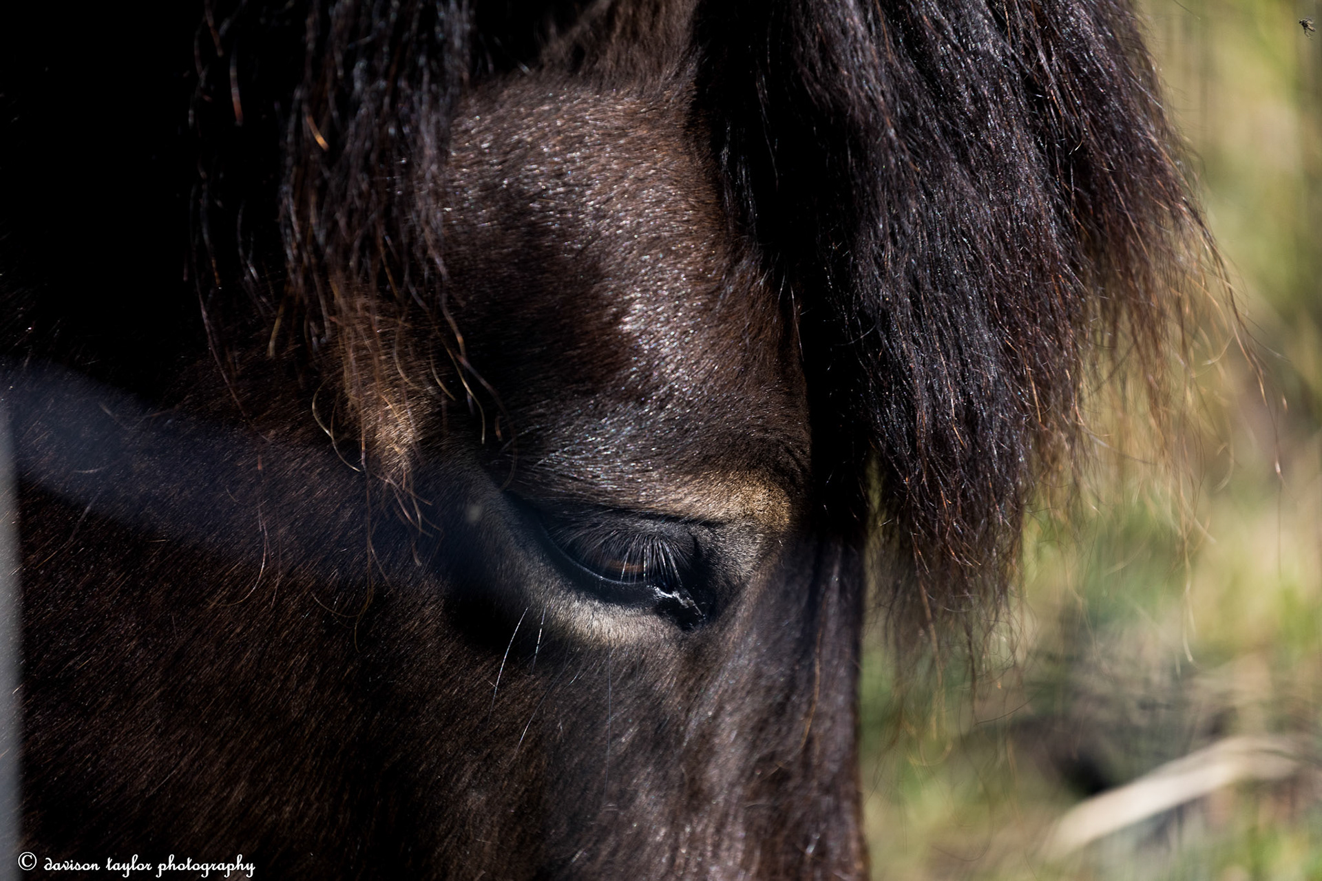 Exmoor Pony