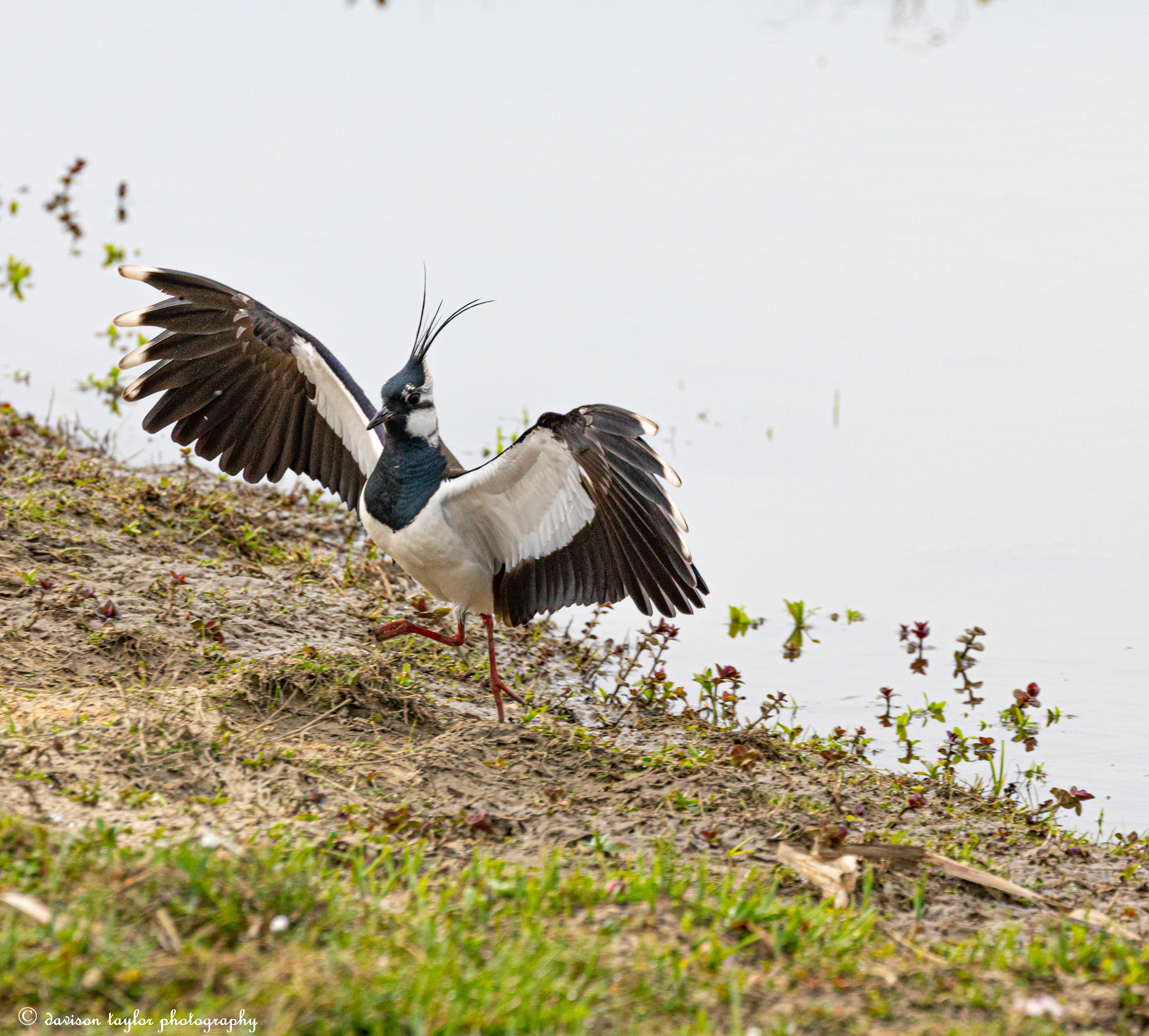 Northern Lapwing
