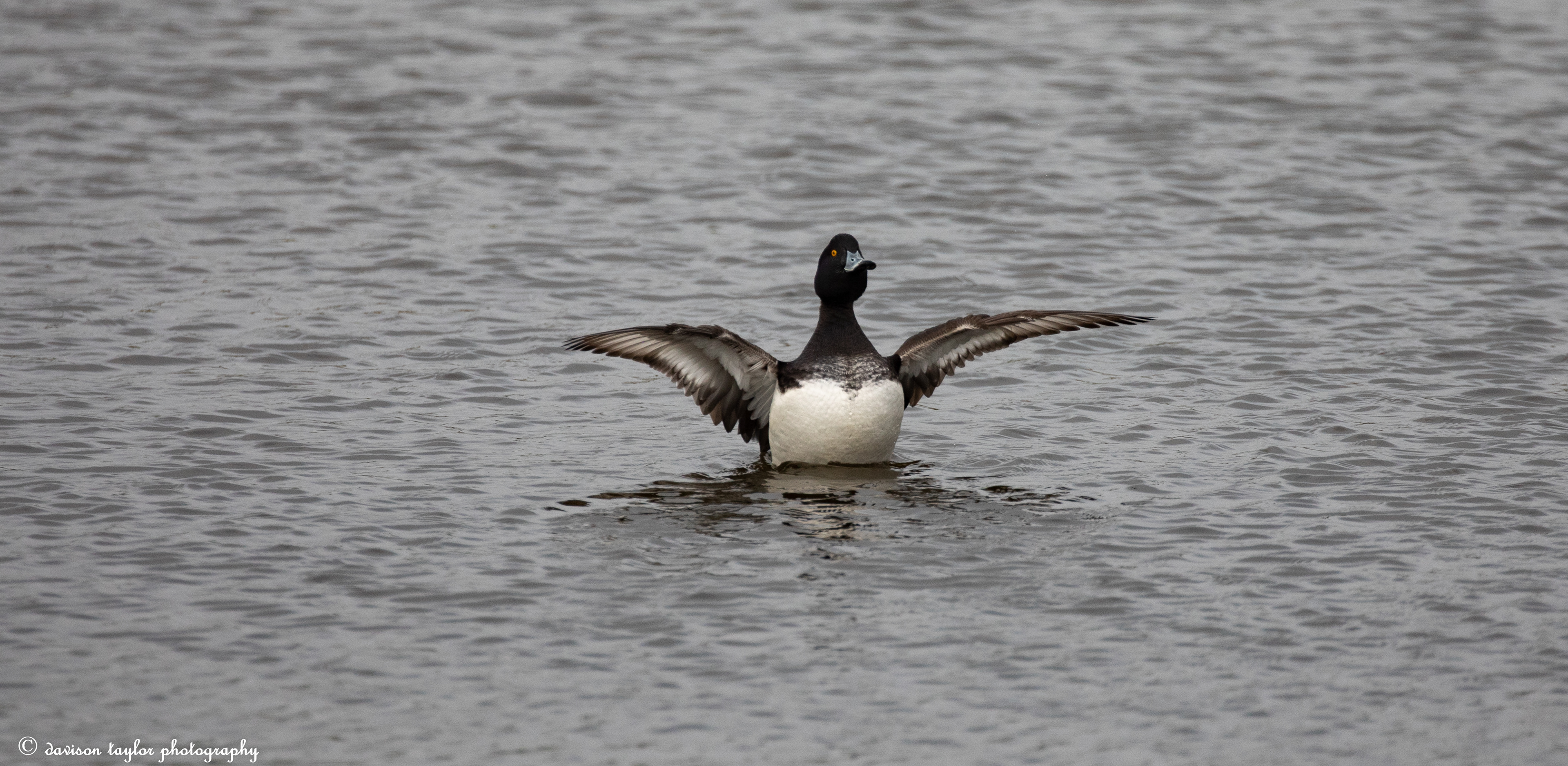 Tufted Duck