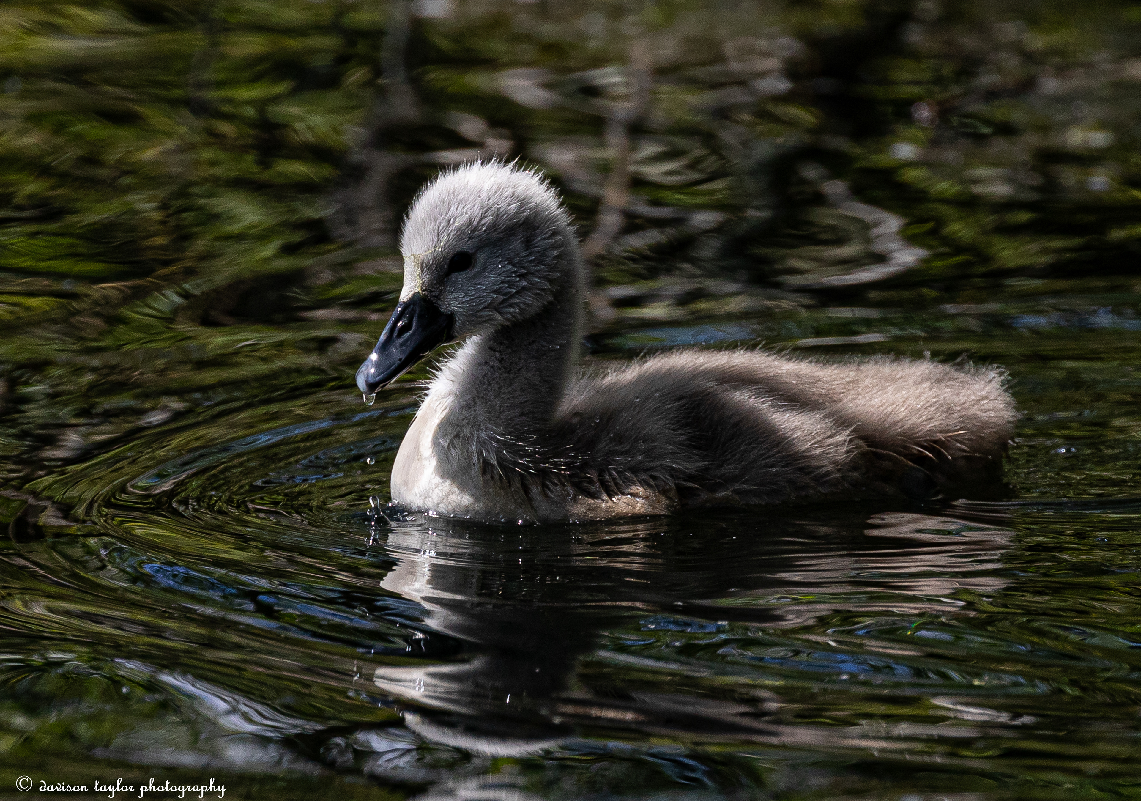 Cygnet