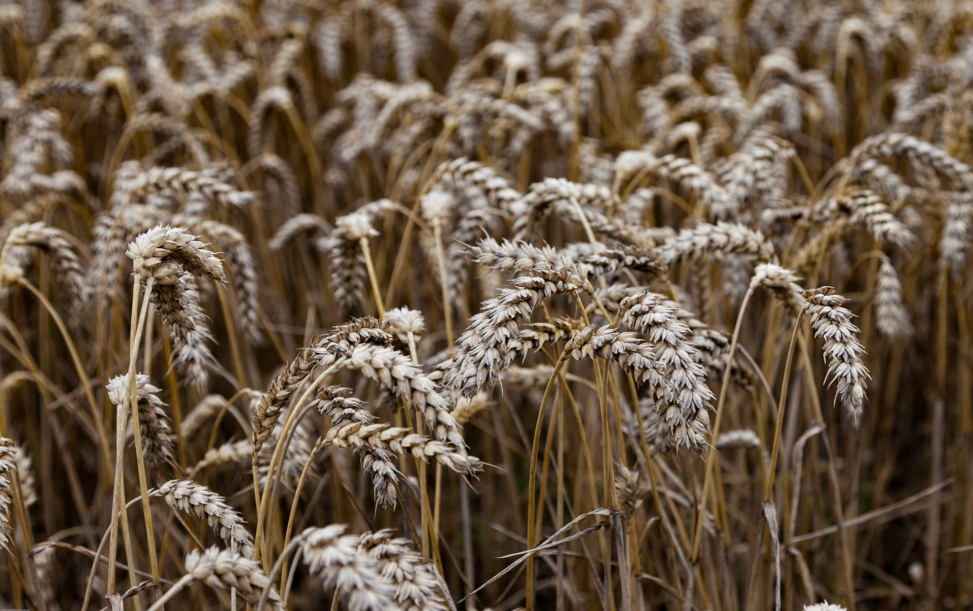 Crops near Sherburn