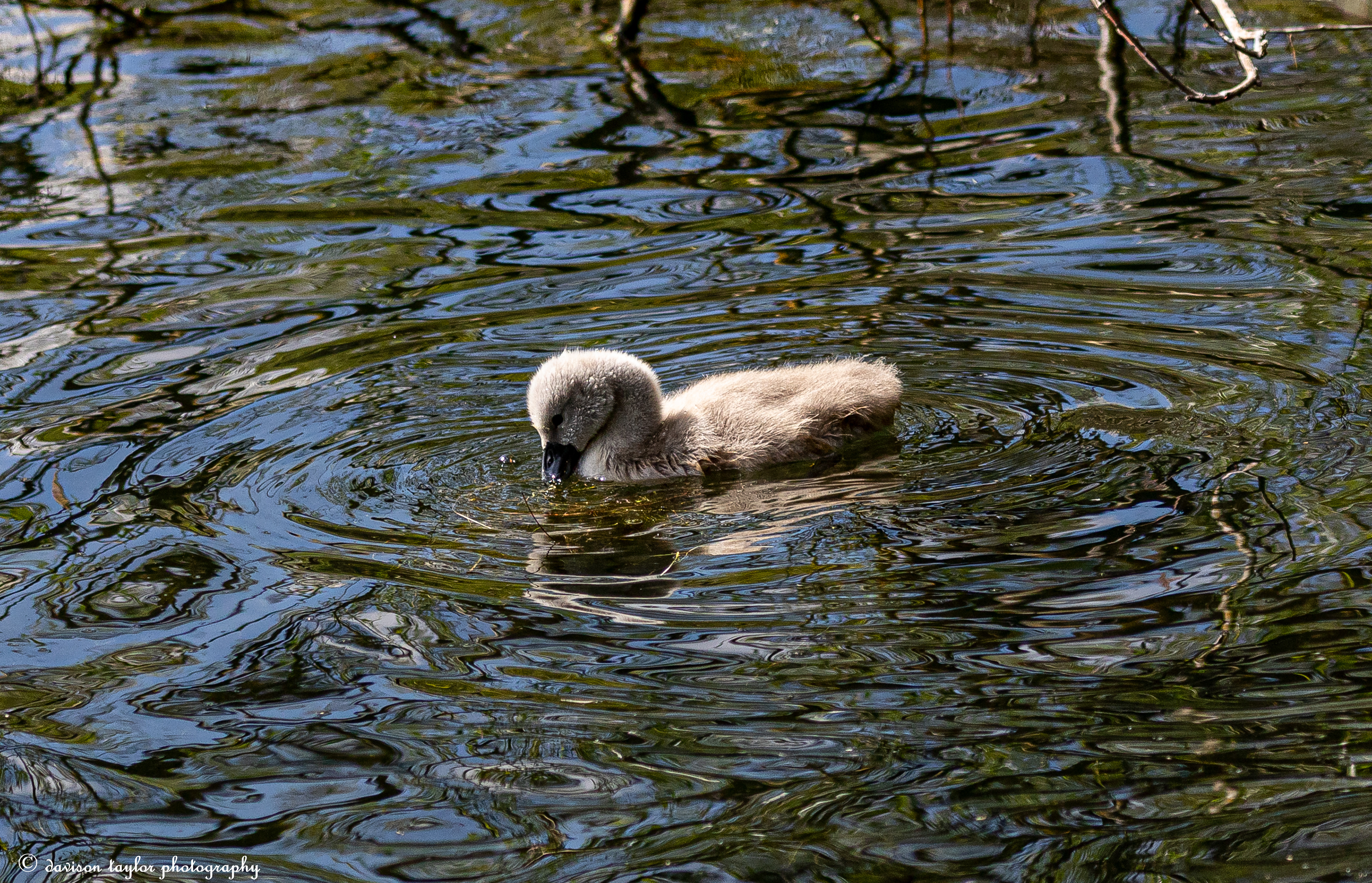 Cygnet