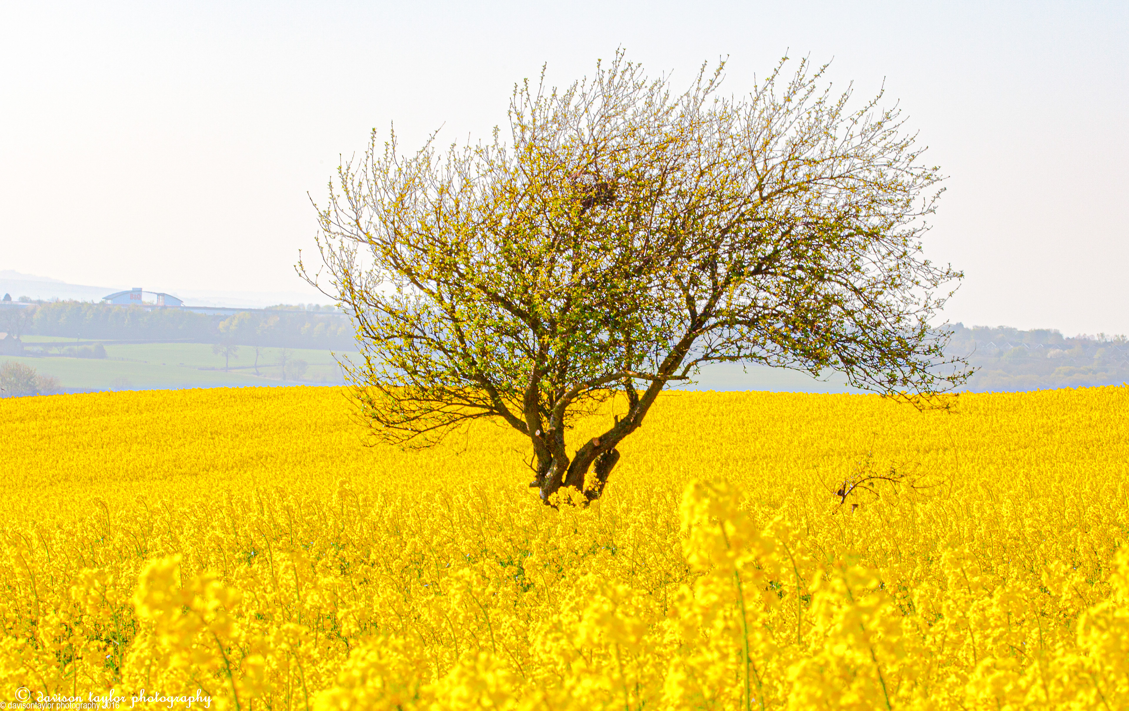 Rapeseed near Sherburn Village