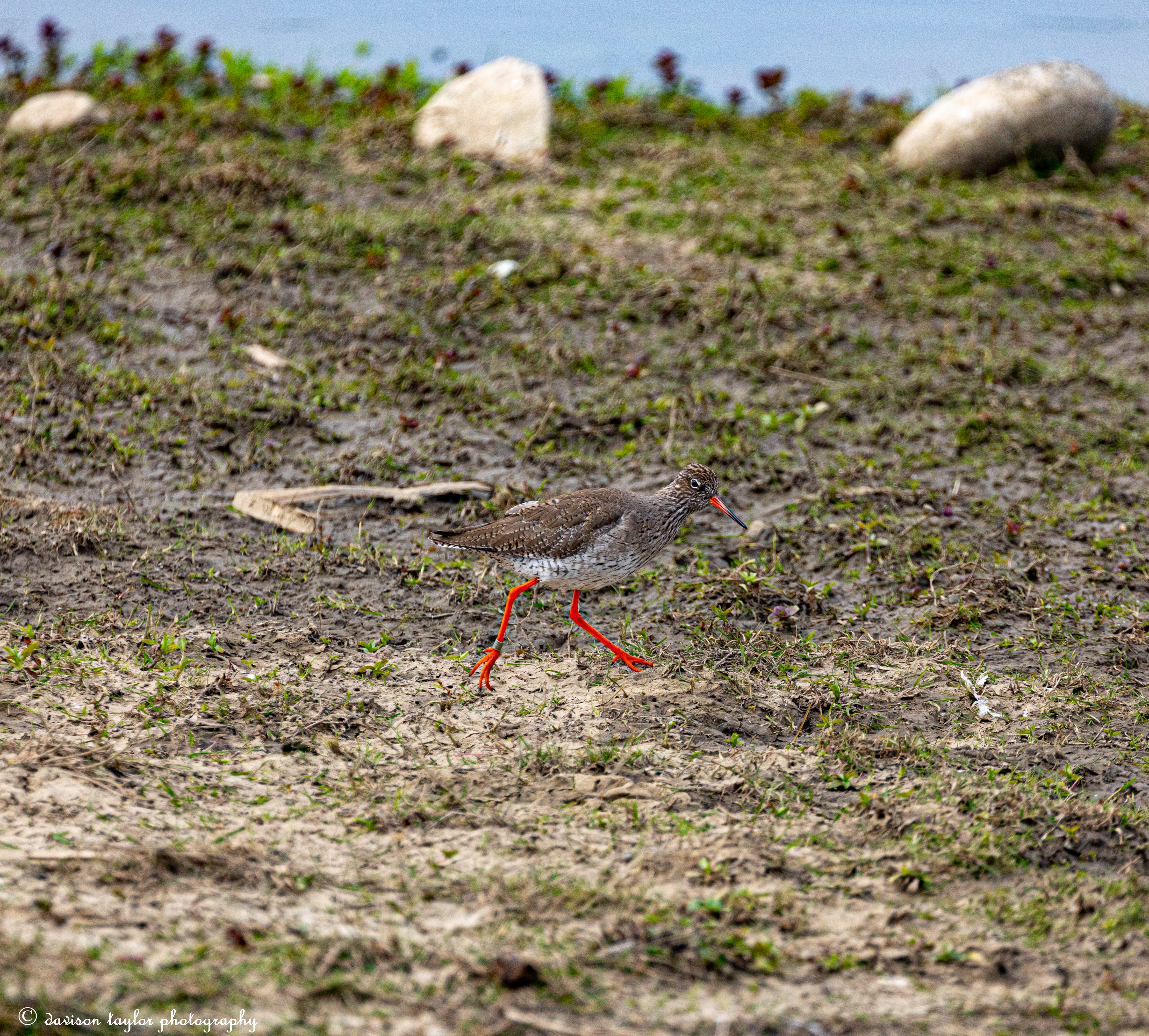 Redshank