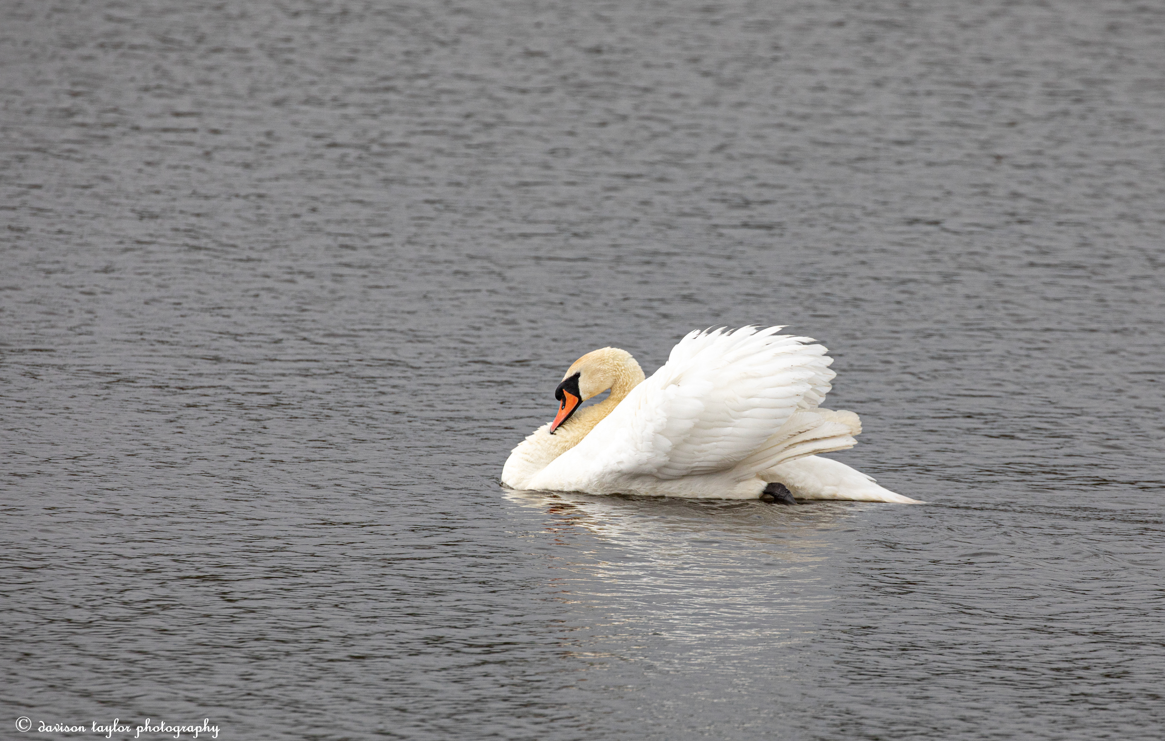 Mute Swan
