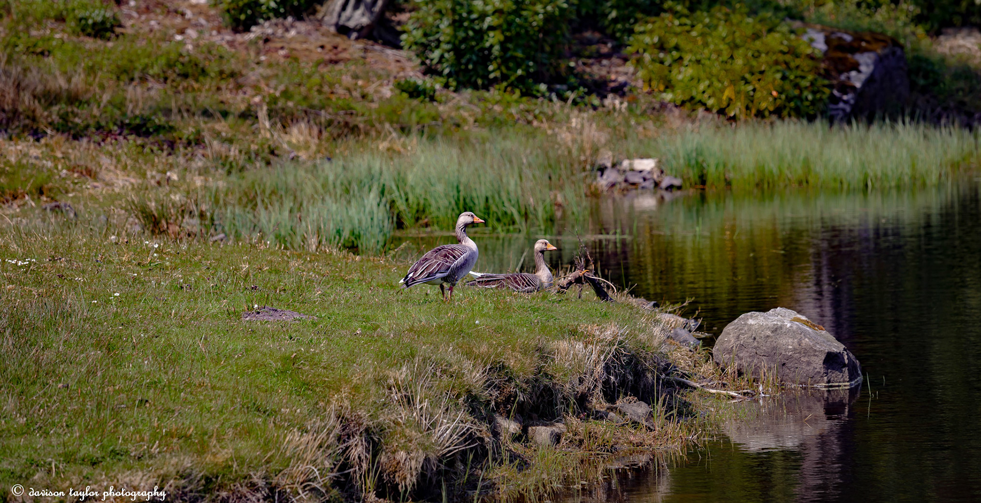Greylag Geese on Nelly's Moss South Lake
