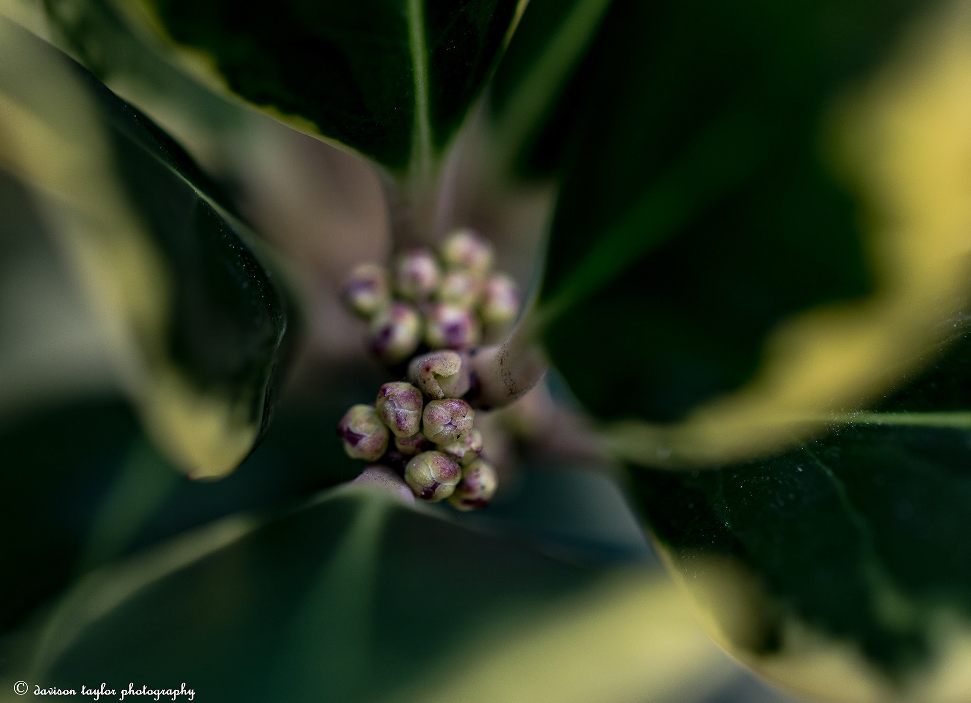 Flower buds on Holly Golden King March 2019
